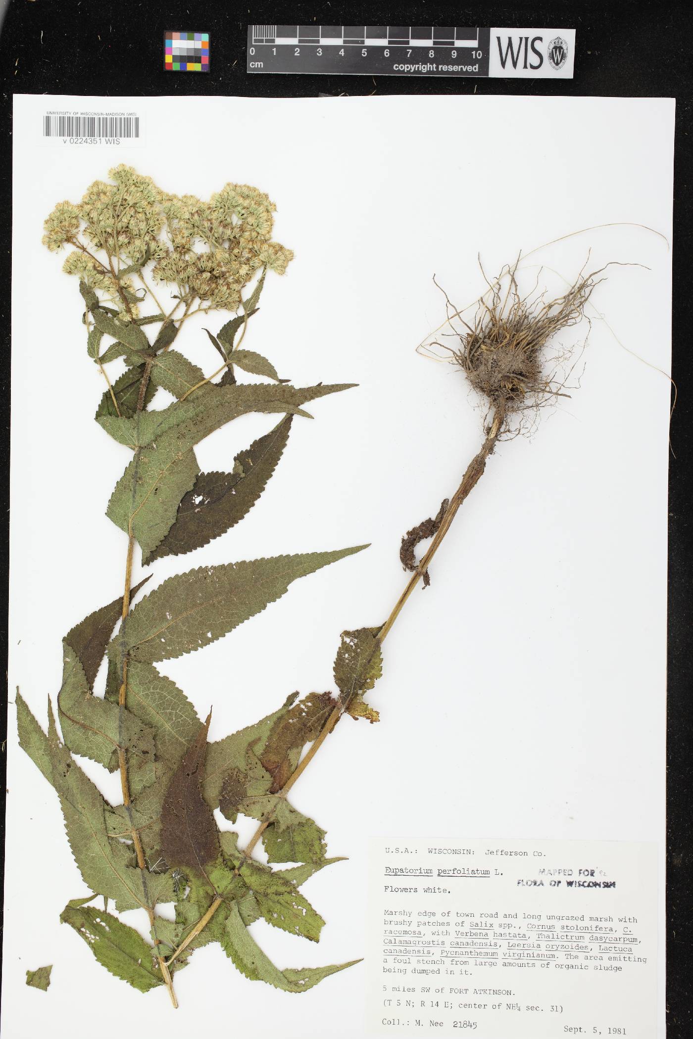 Eupatorium perfoliatum image