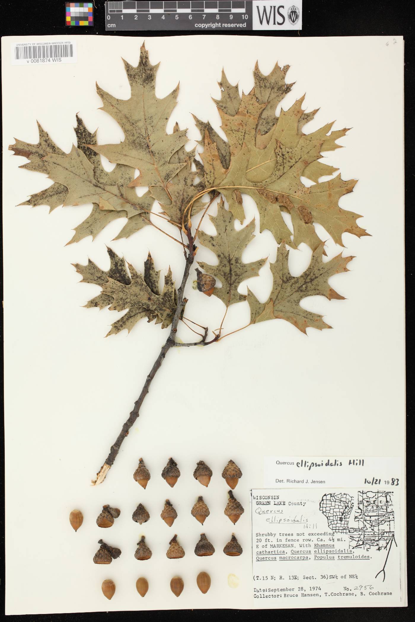 Quercus ellipsoidalis image
