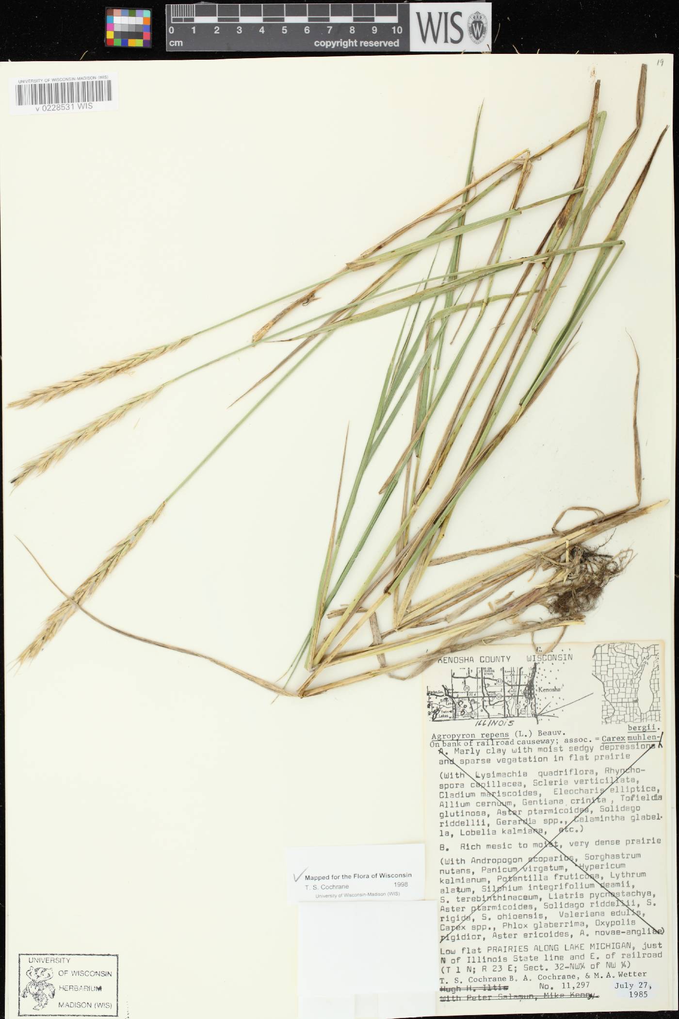 Elymus repens image