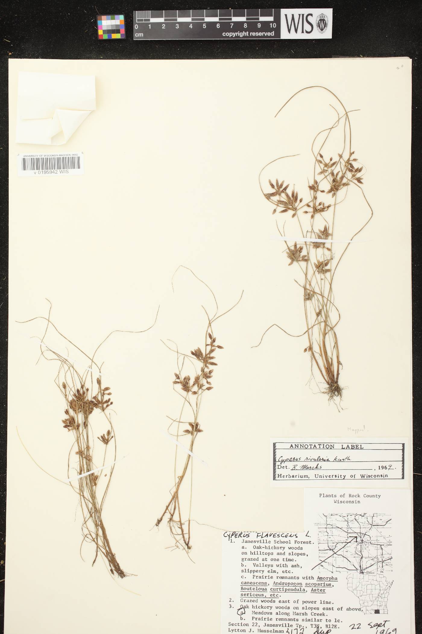 Cyperus bipartitus image