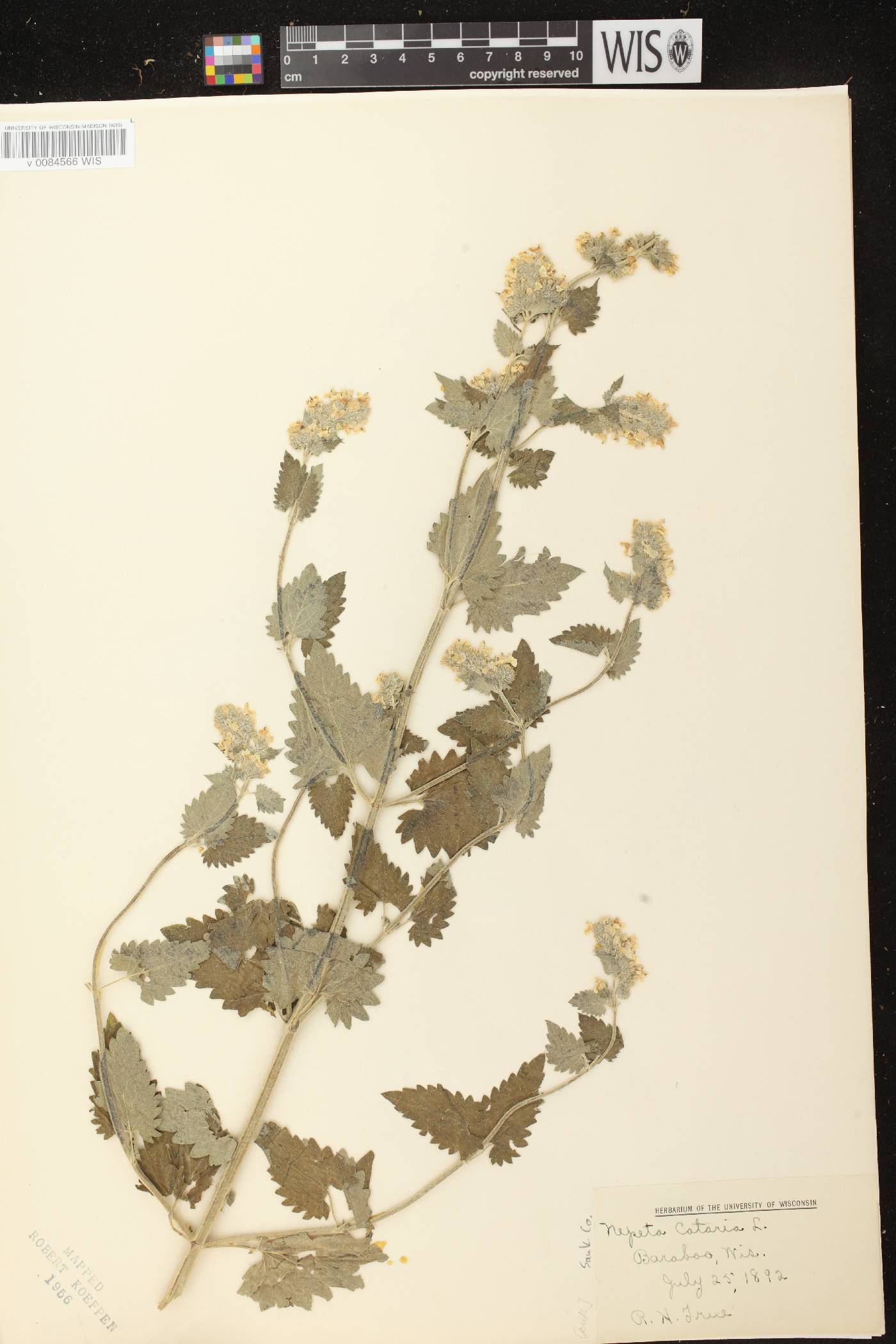 Nepeta cataria image