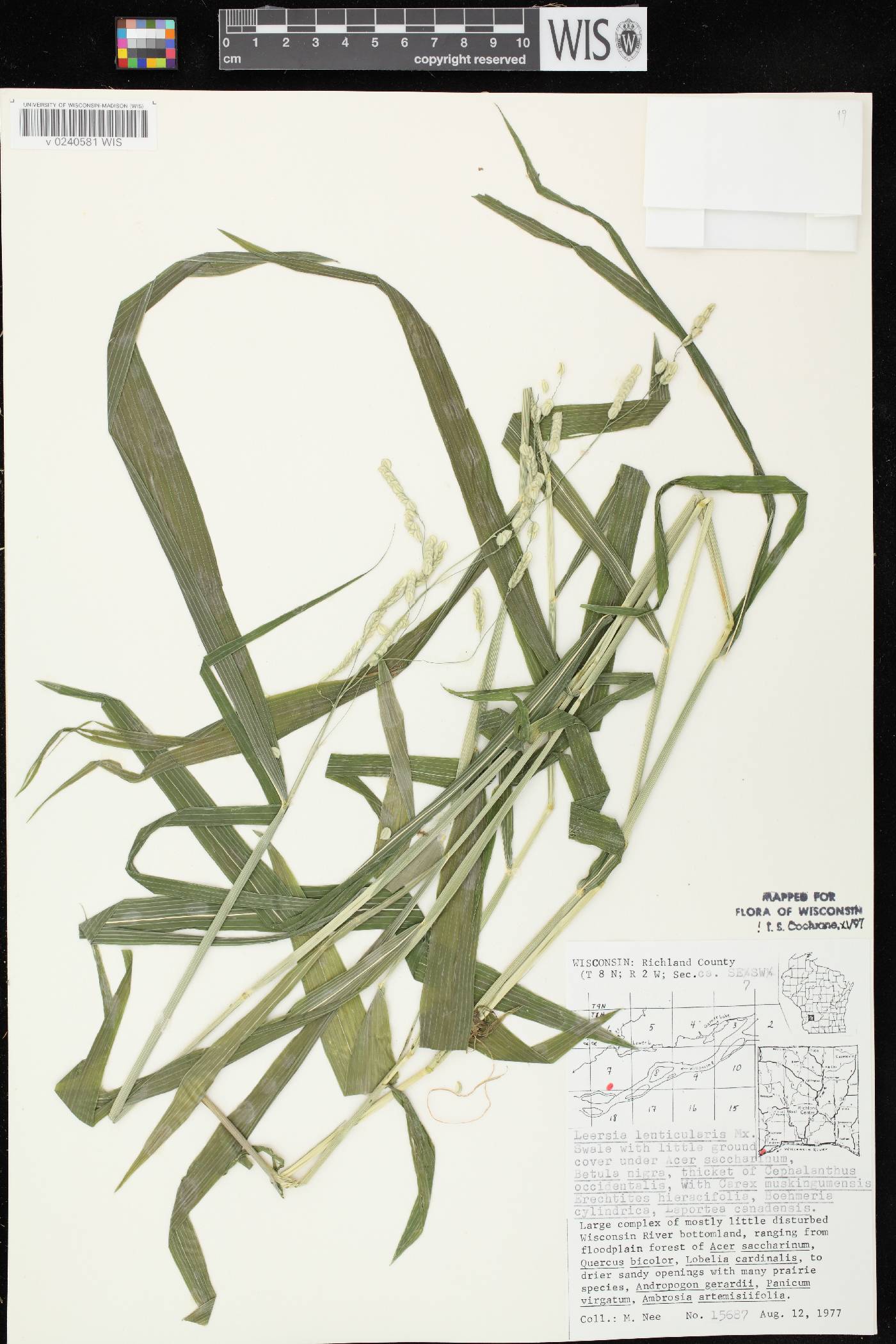 Leersia lenticularis image