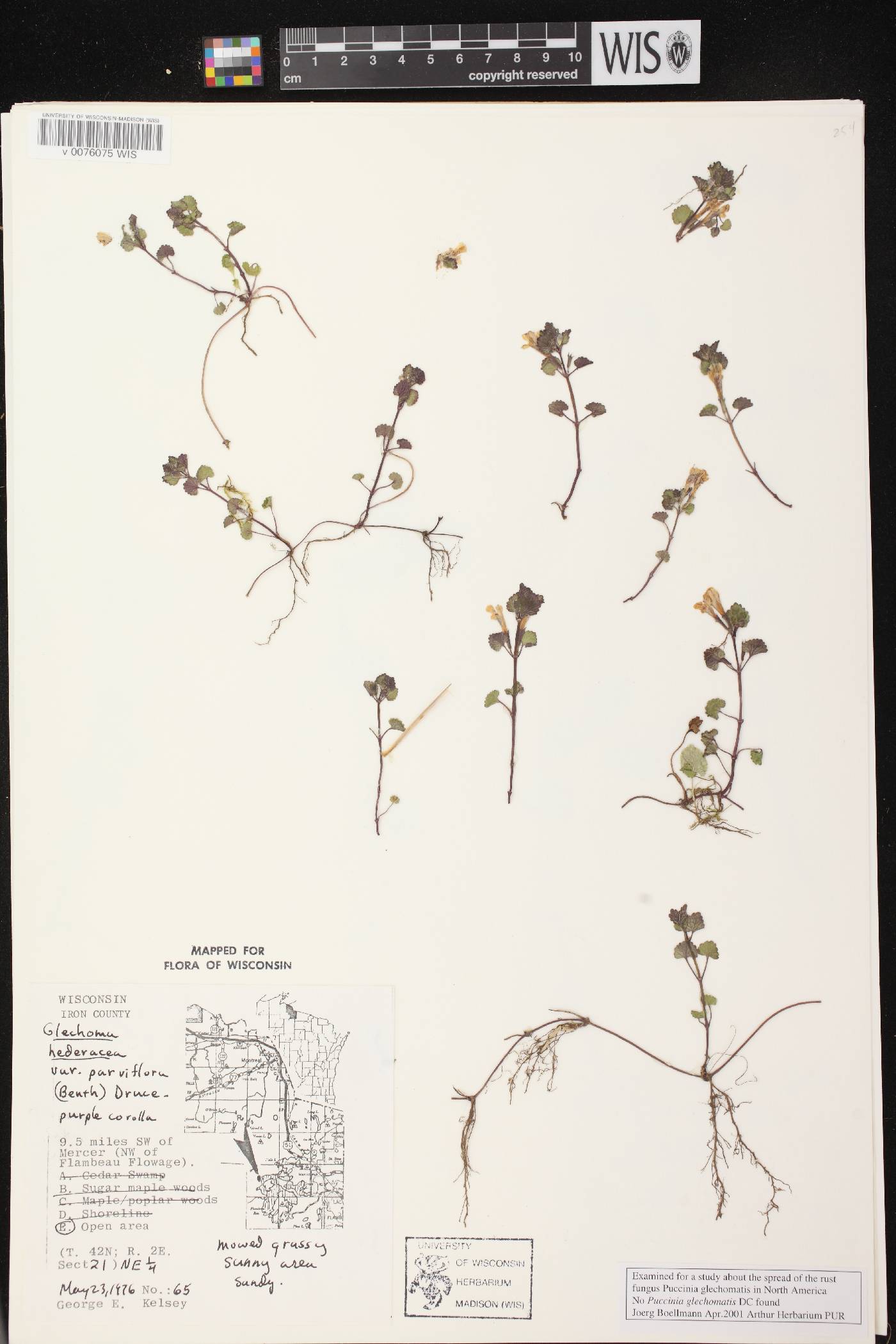 Glechoma hederacea var. micrantha image