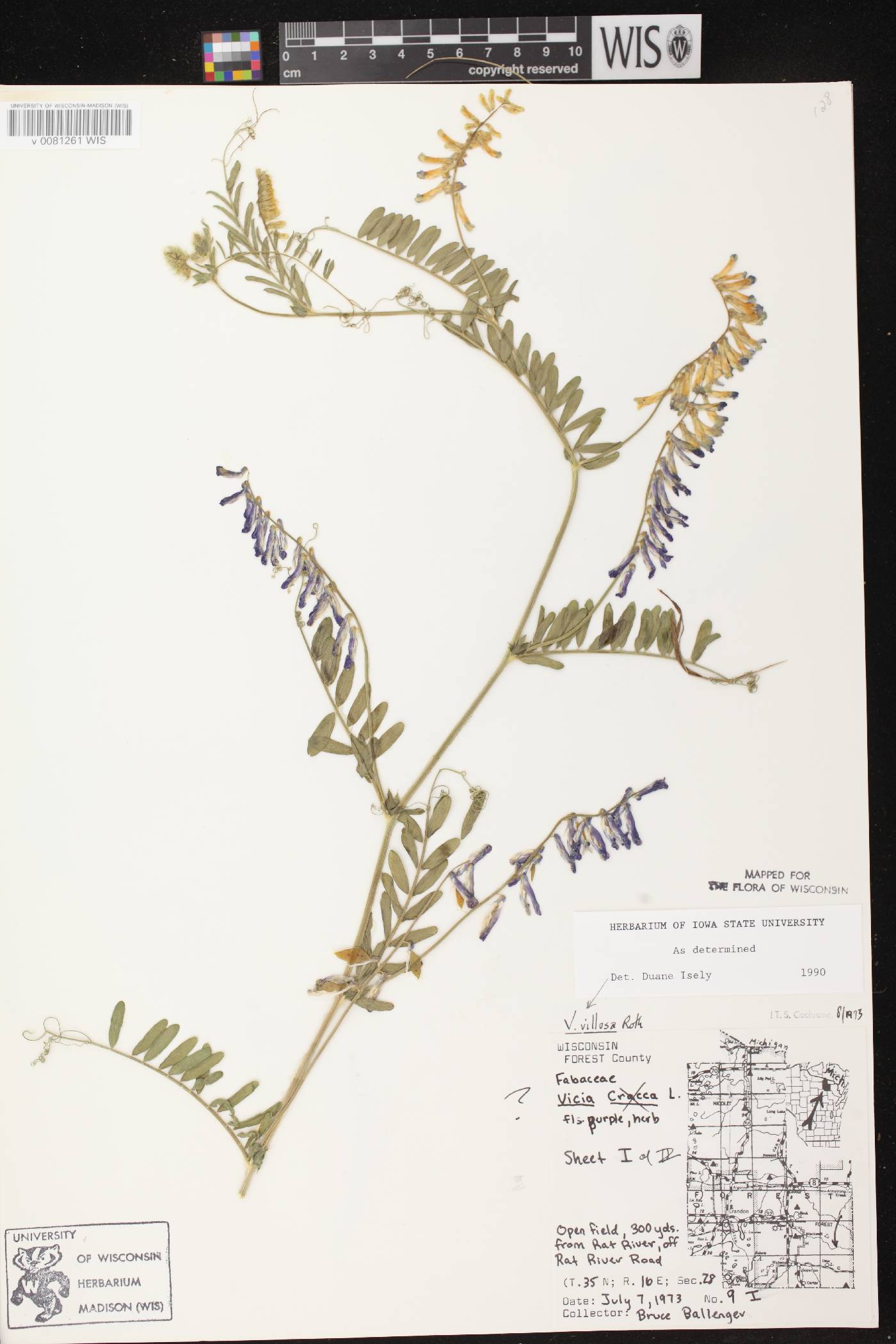 Vicia villosa image