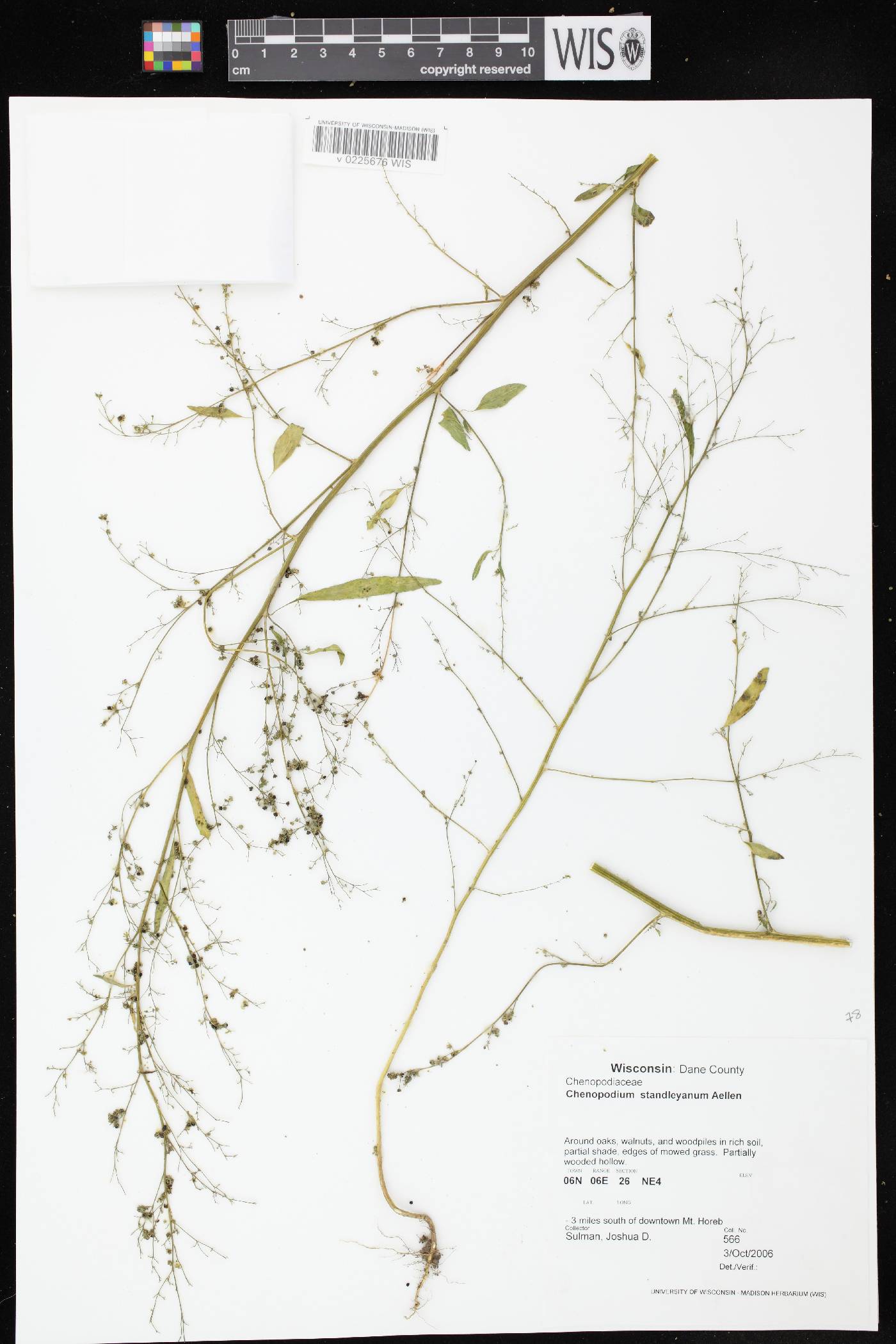 Chenopodium standleyanum image