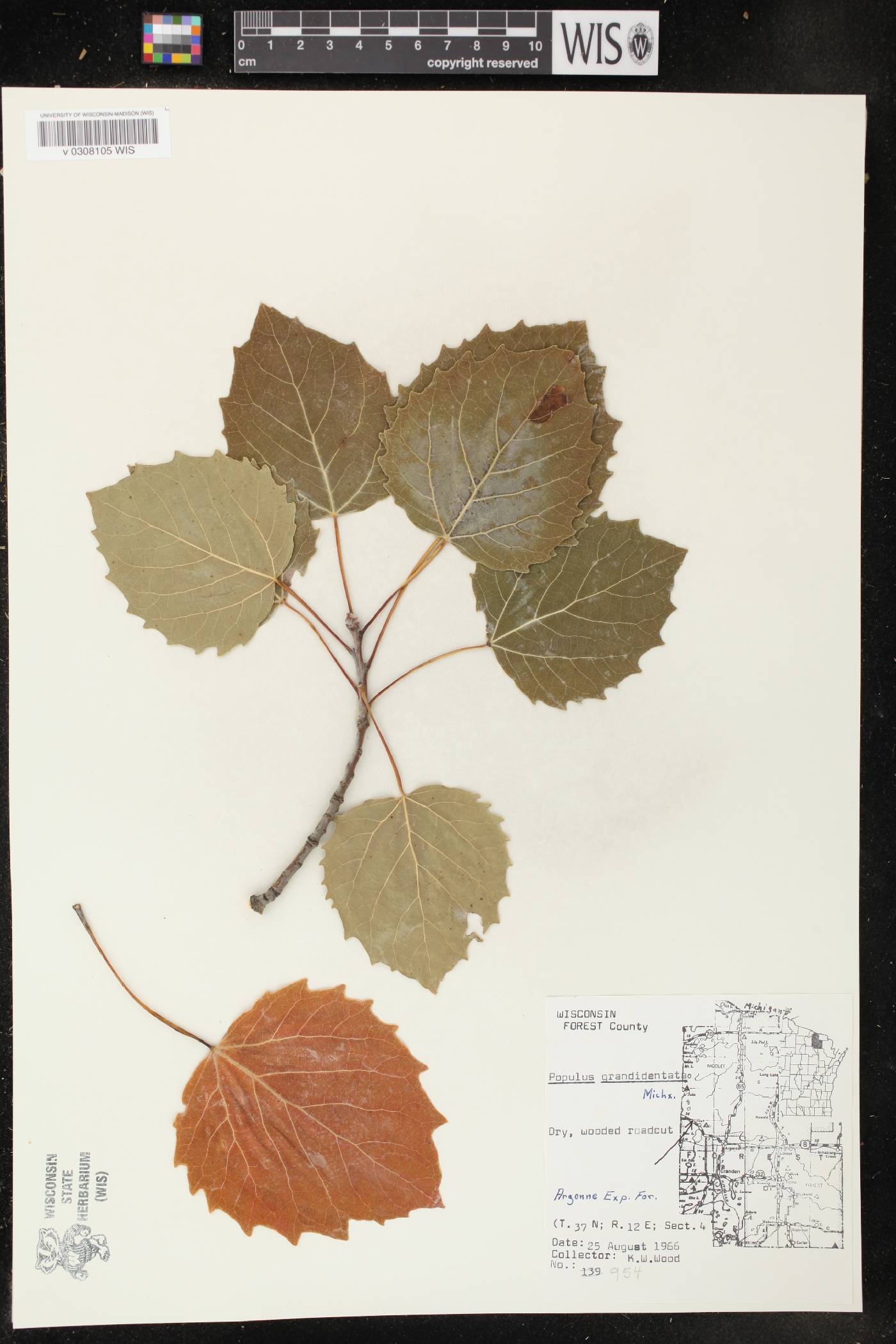 Populus grandidentata image