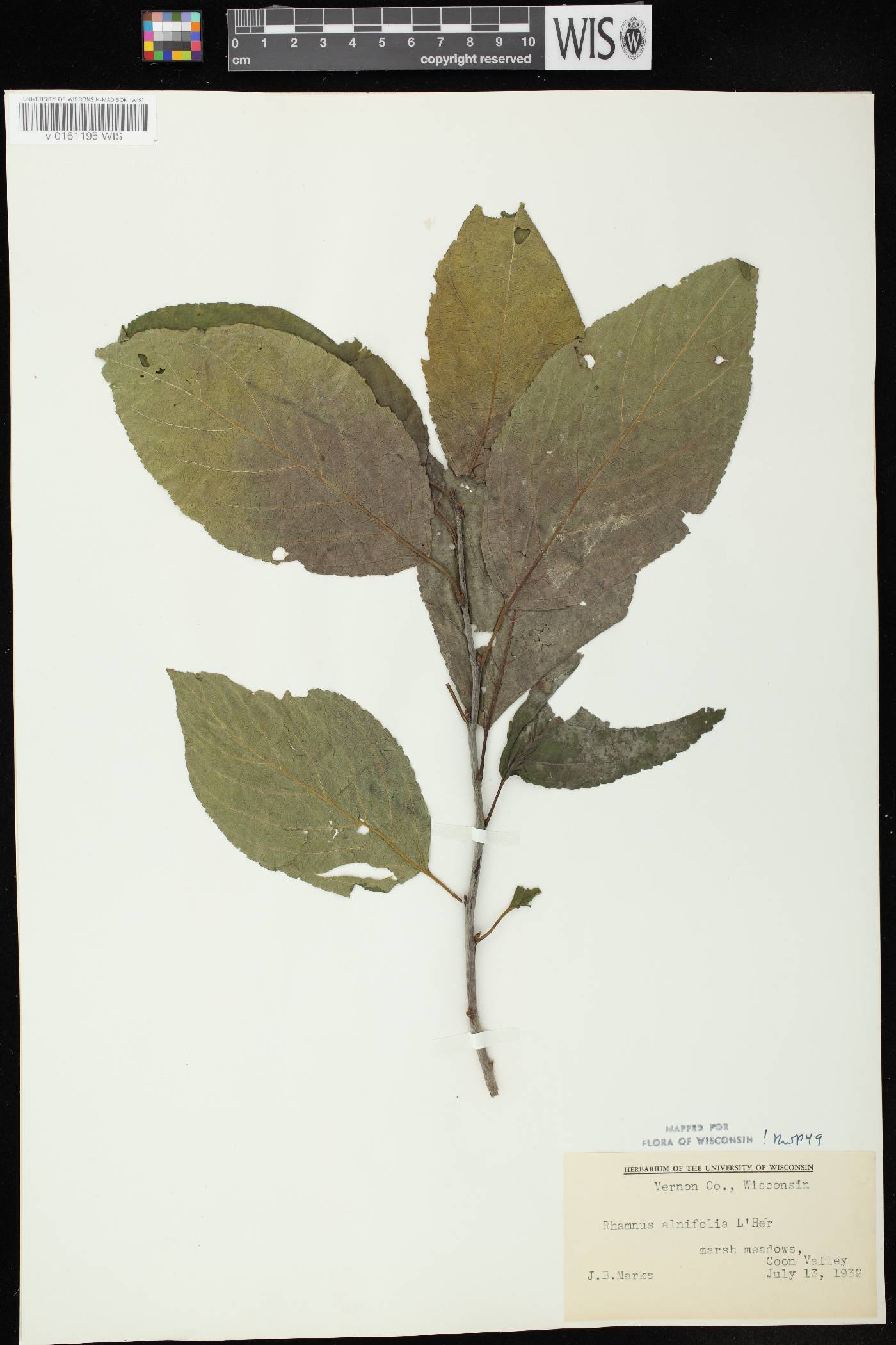 Rhamnus alnifolia image