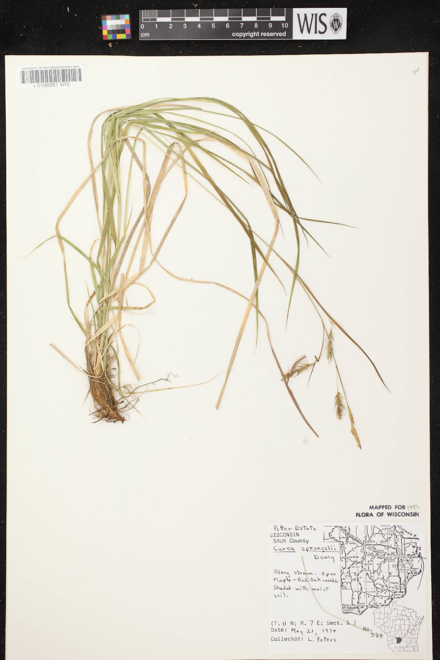 Carex sprengelii image