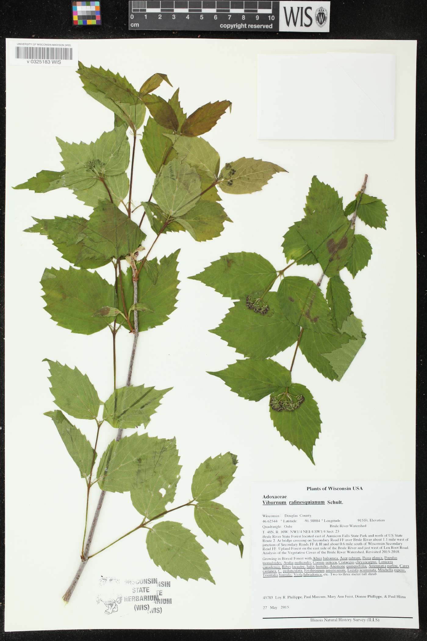 Viburnum rafinesquianum image