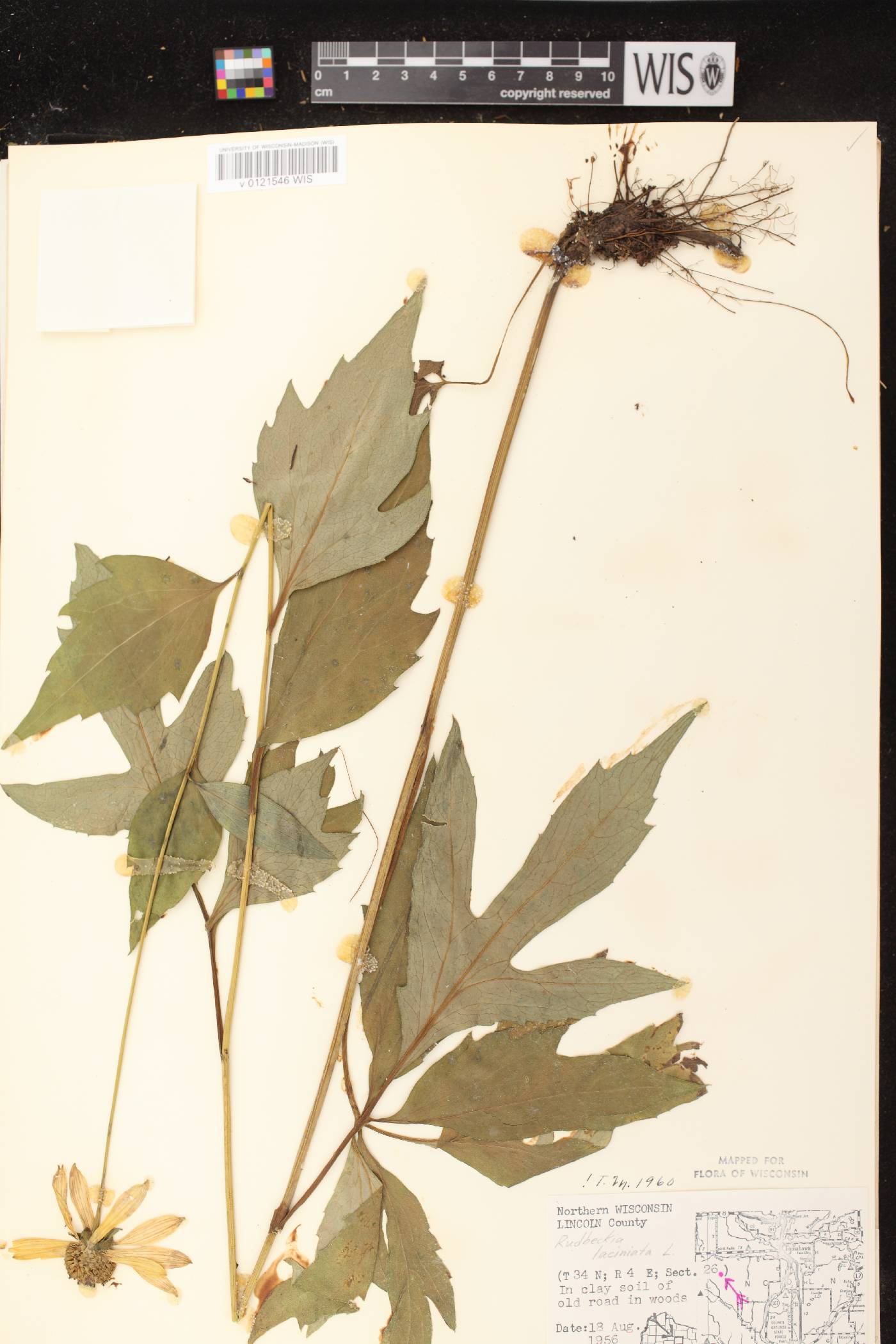 Rudbeckia laciniata image