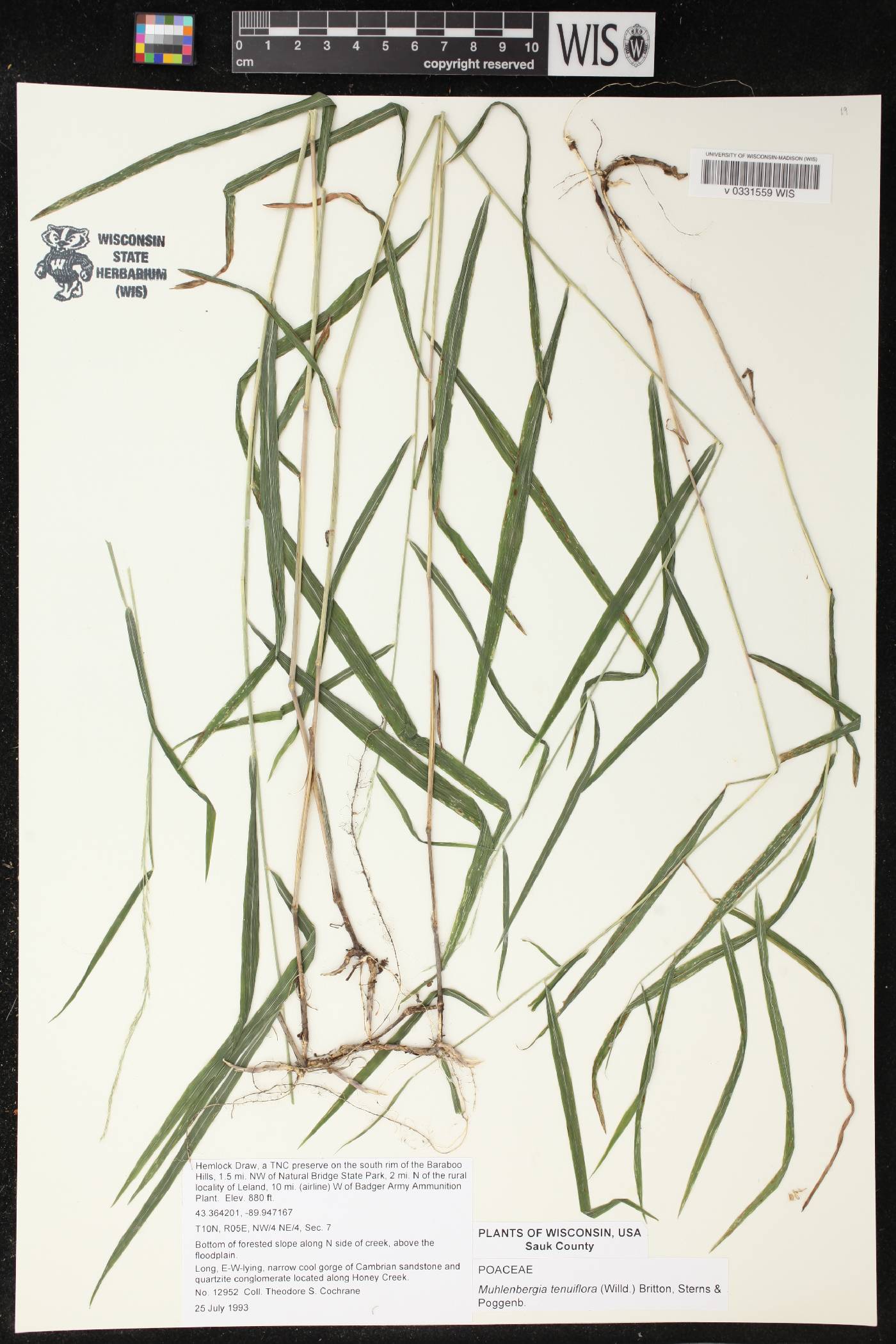 Muhlenbergia tenuiflora image