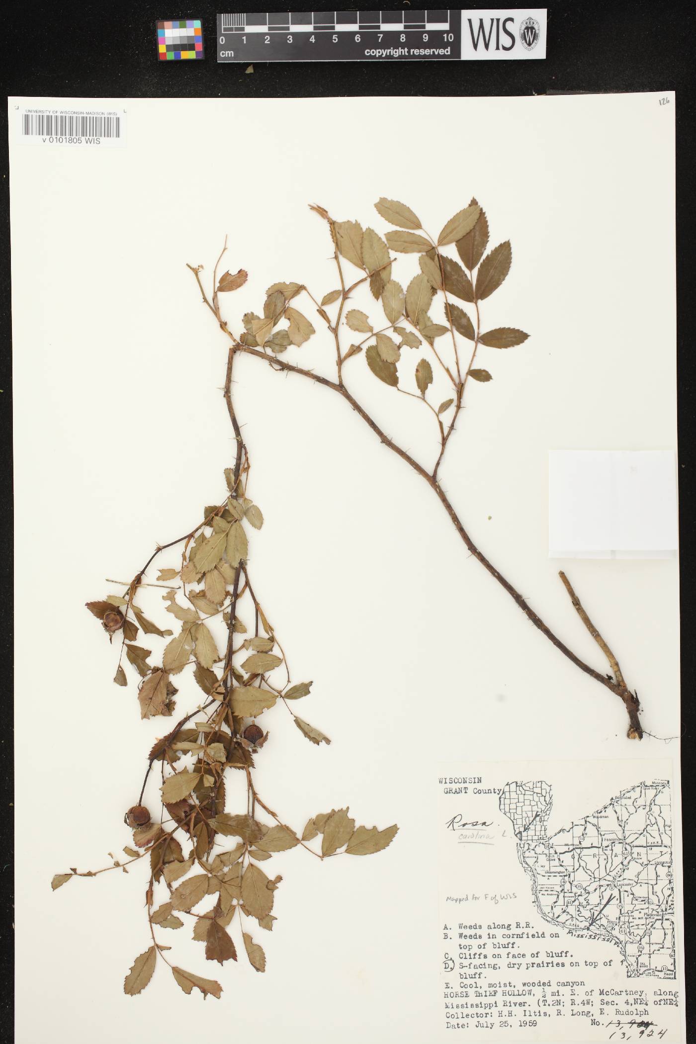 Rosa carolina image