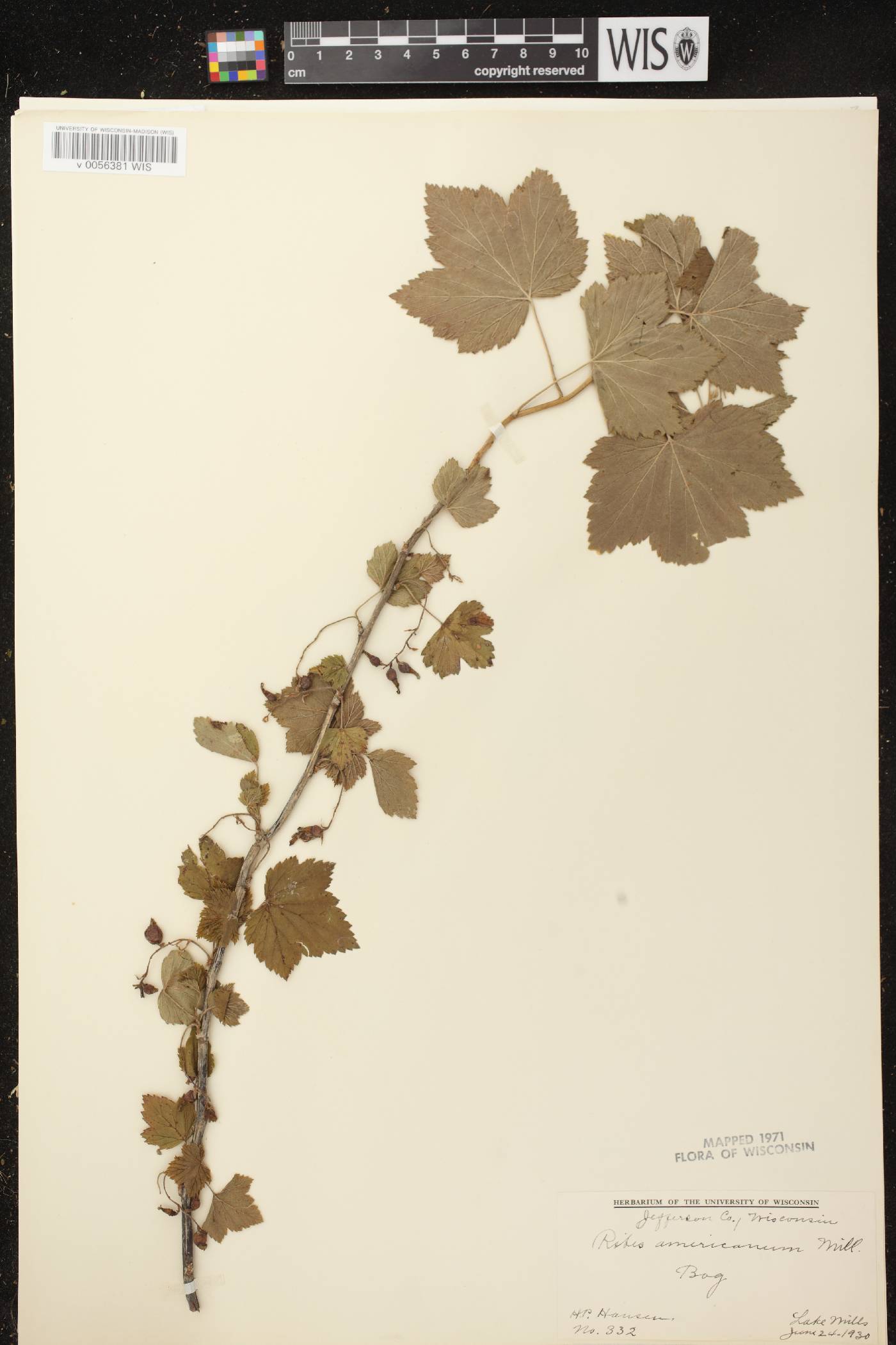 Ribes americanum image