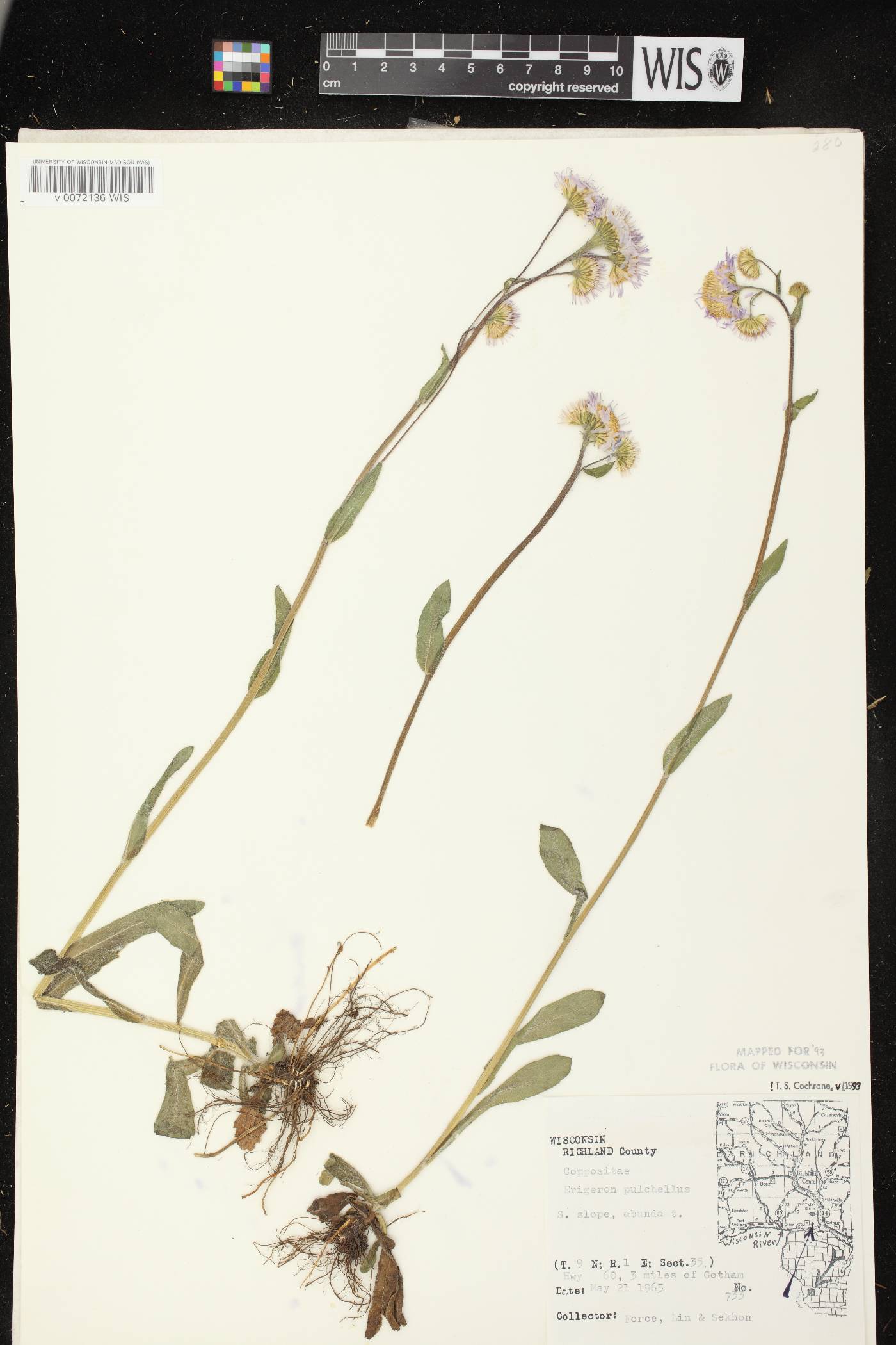 Erigeron pulchellus image