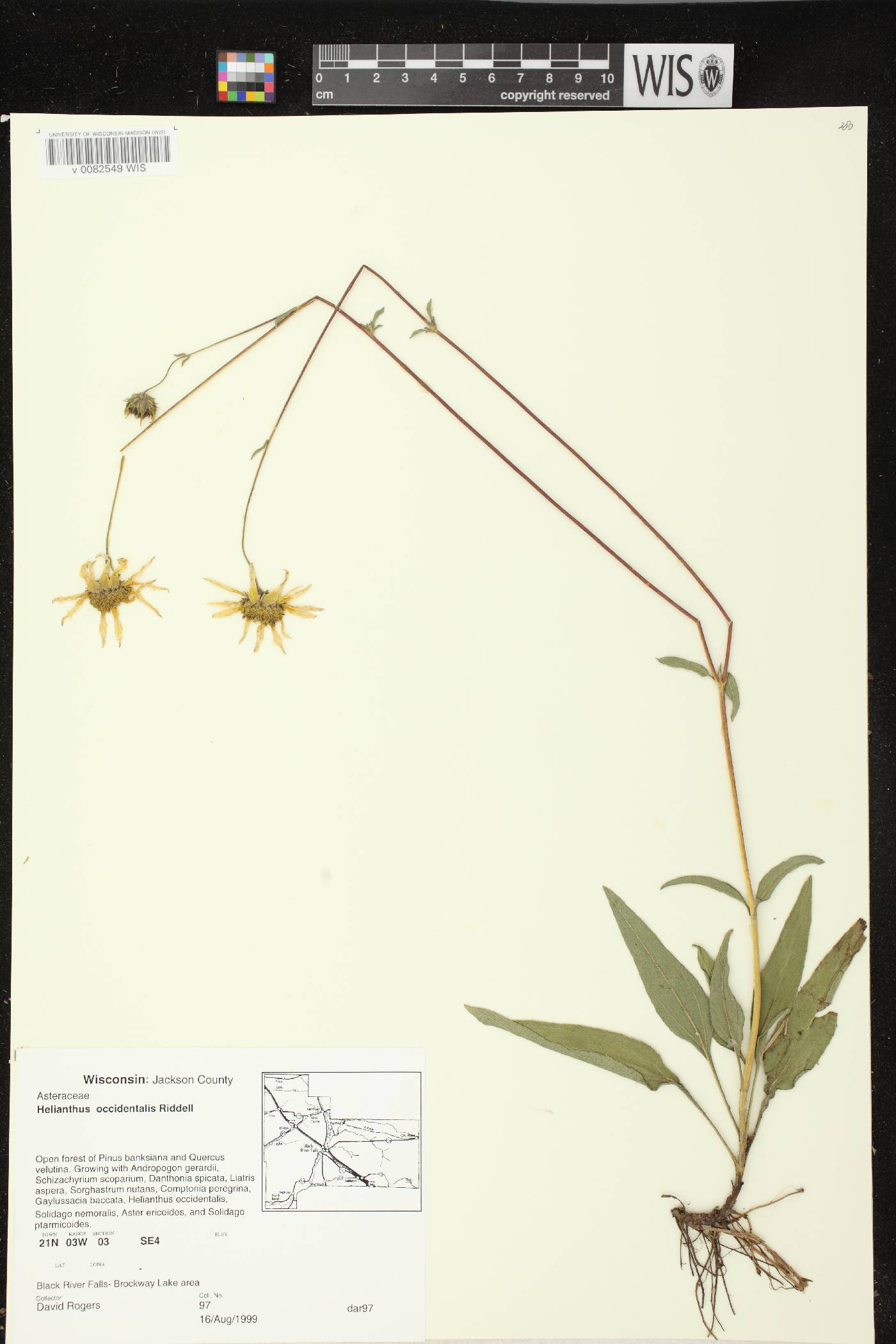 Helianthus occidentalis subsp. occidentalis image