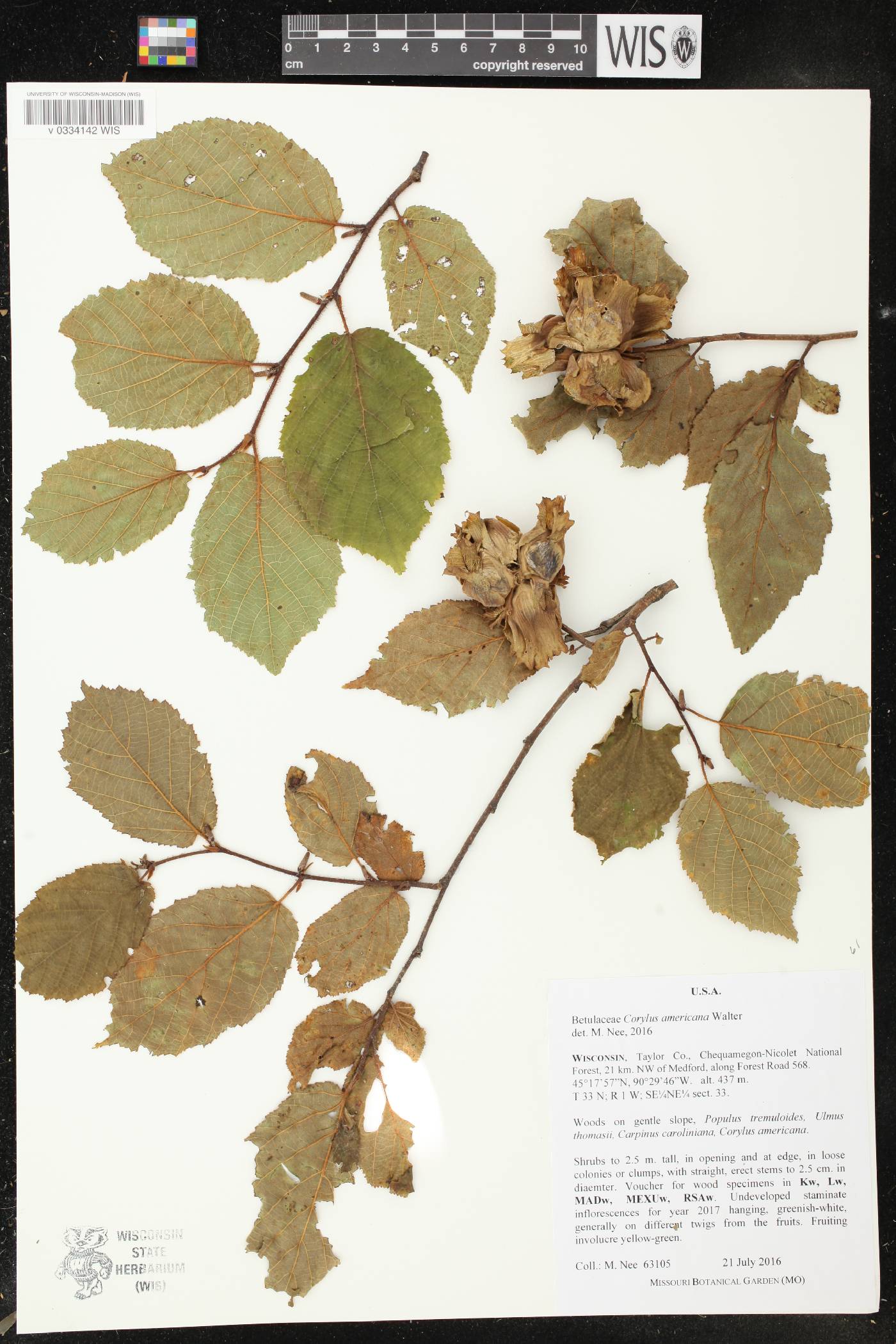 Corylus americana image