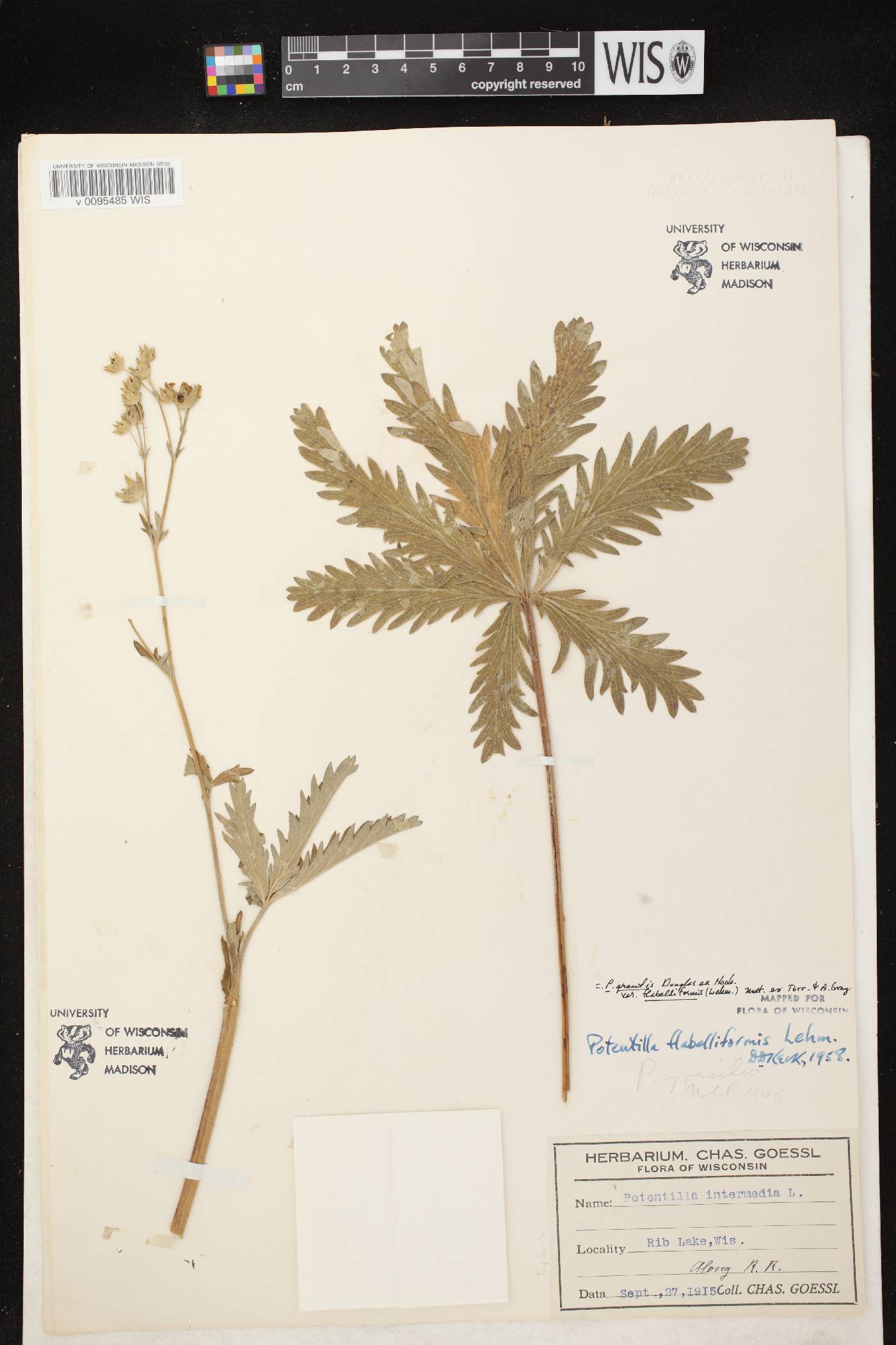 Potentilla gracilis var. flabelliformis image