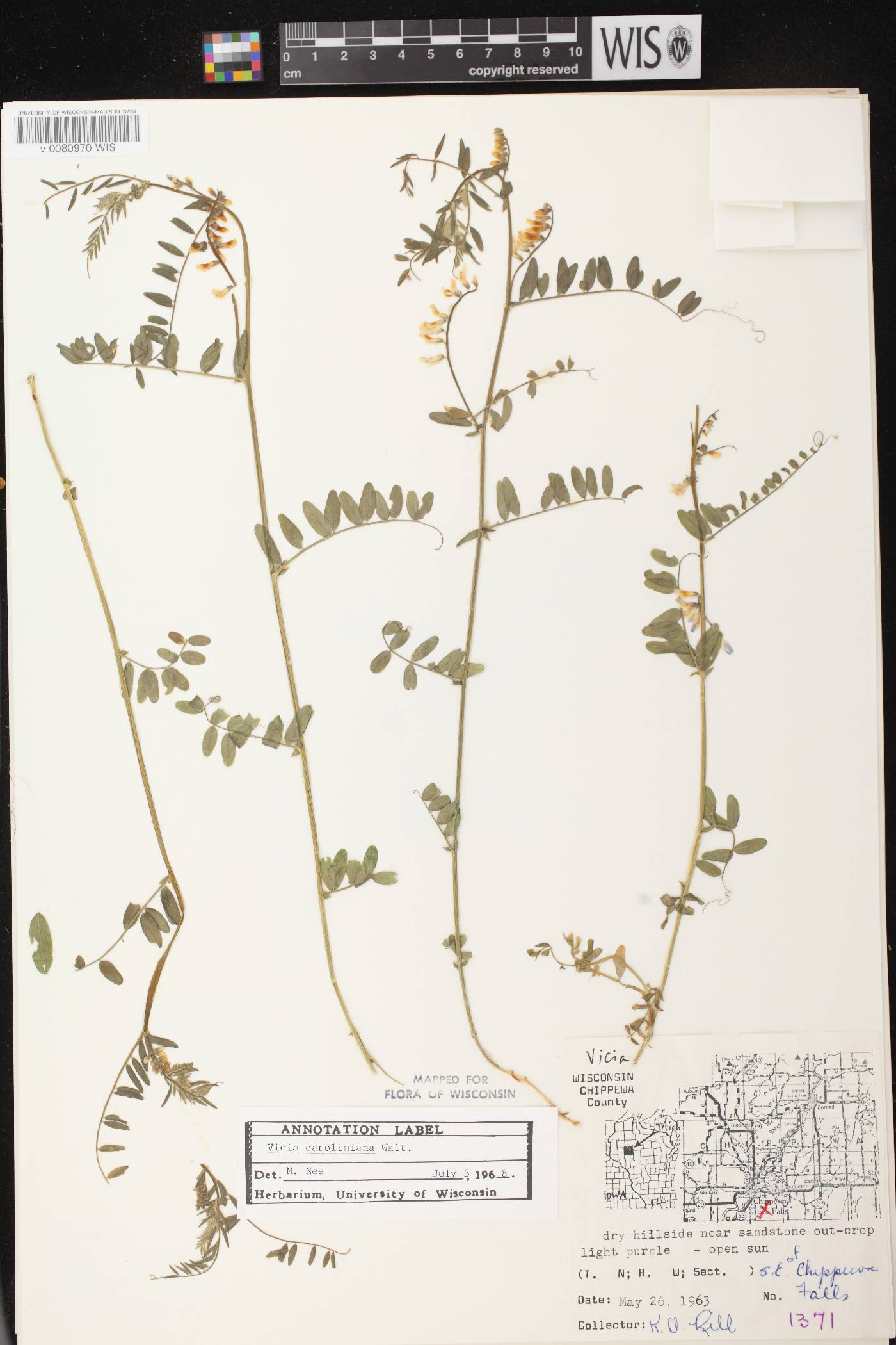 Vicia caroliniana image