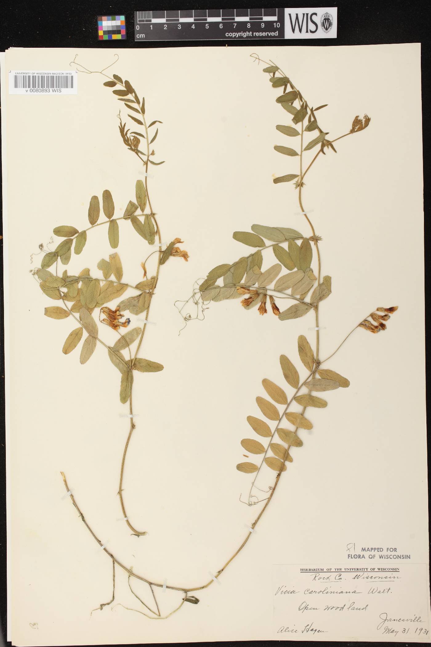Vicia americana subsp. americana image