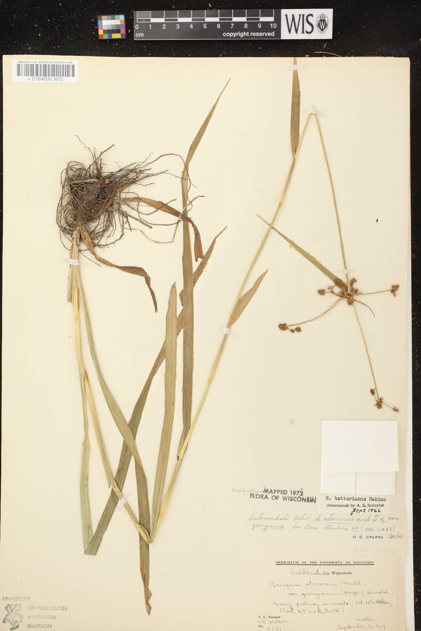 Scirpus hattorianus image