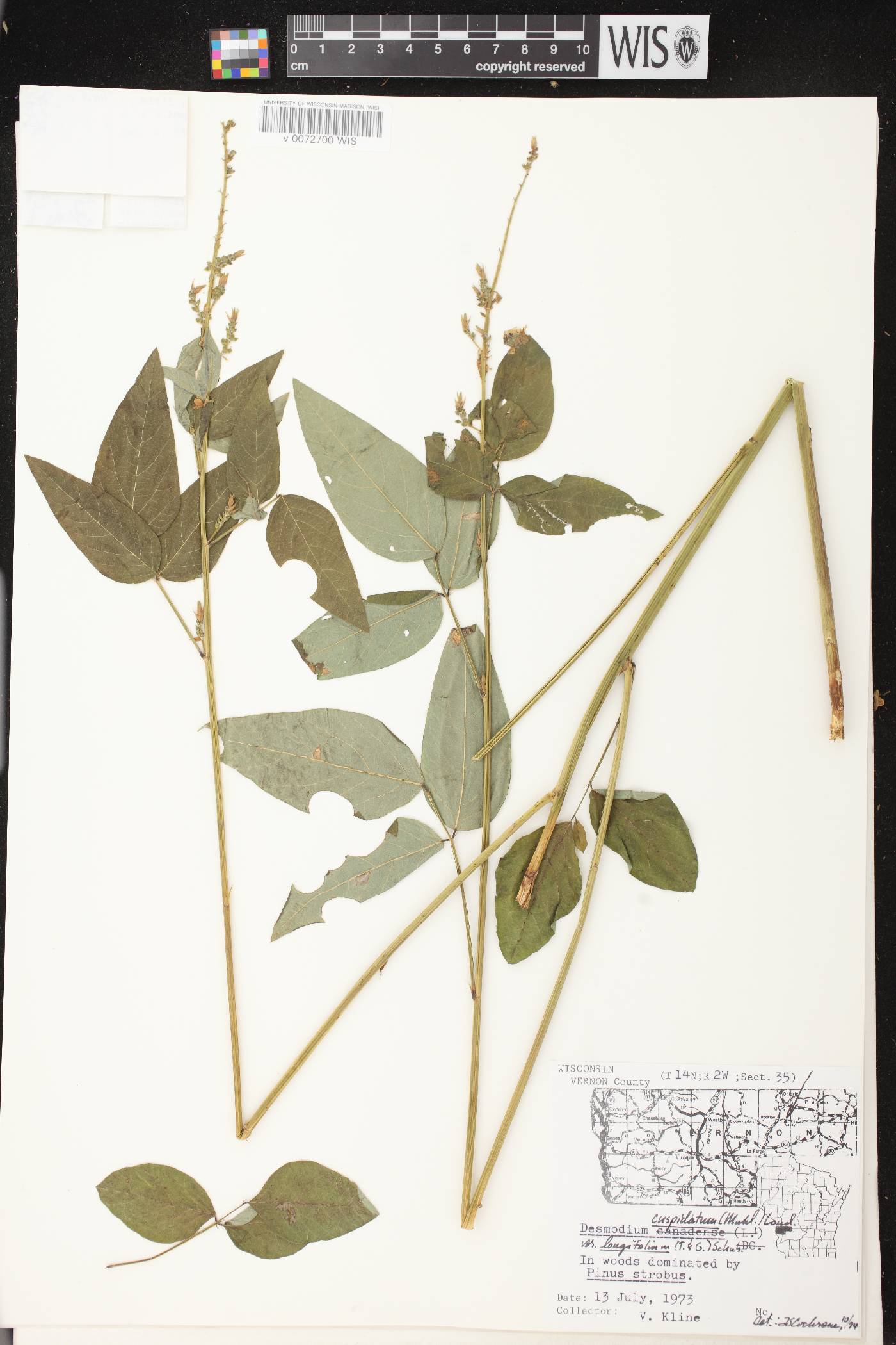 Desmodium cuspidatum image
