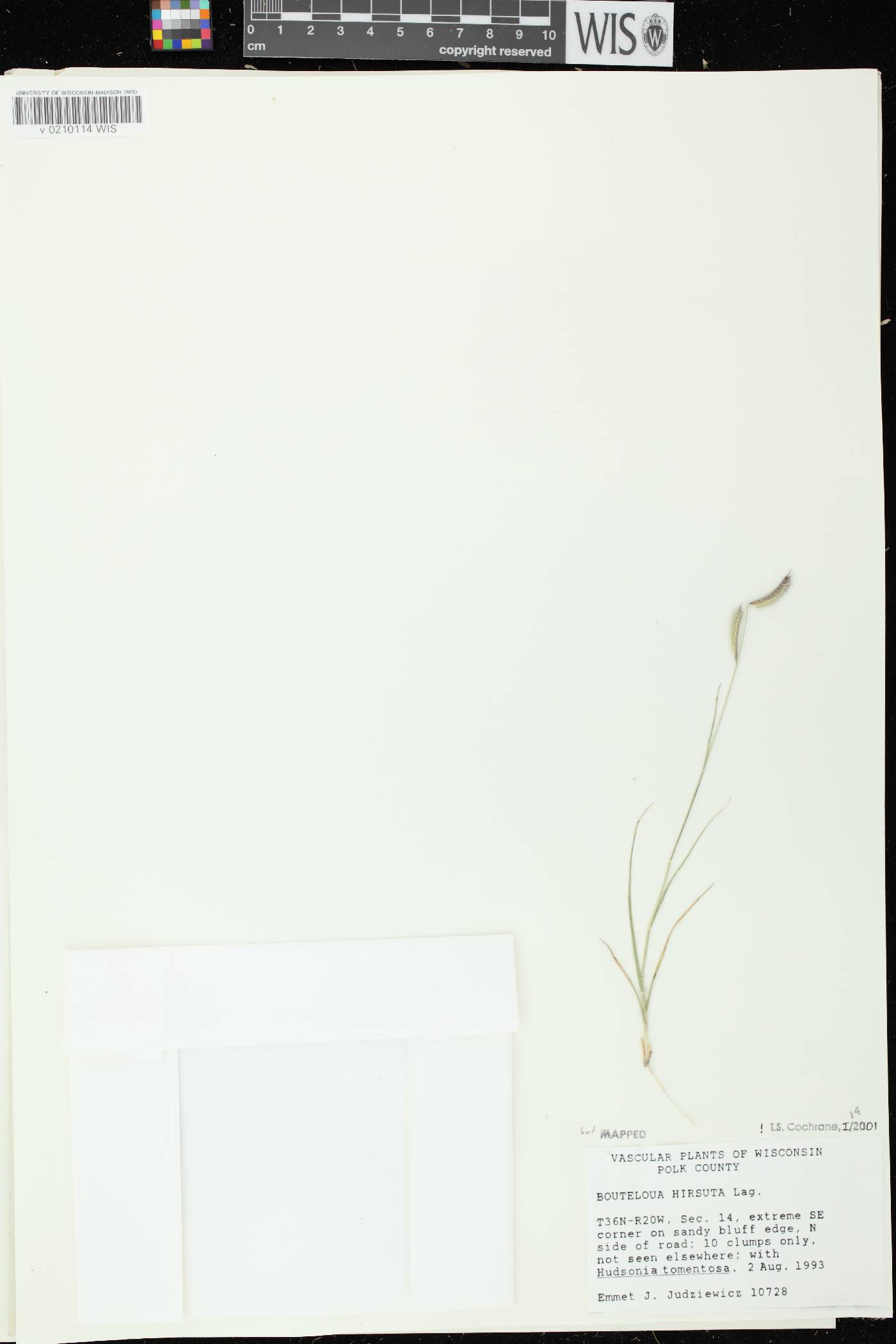 Bouteloua hirsuta subsp. hirsuta image