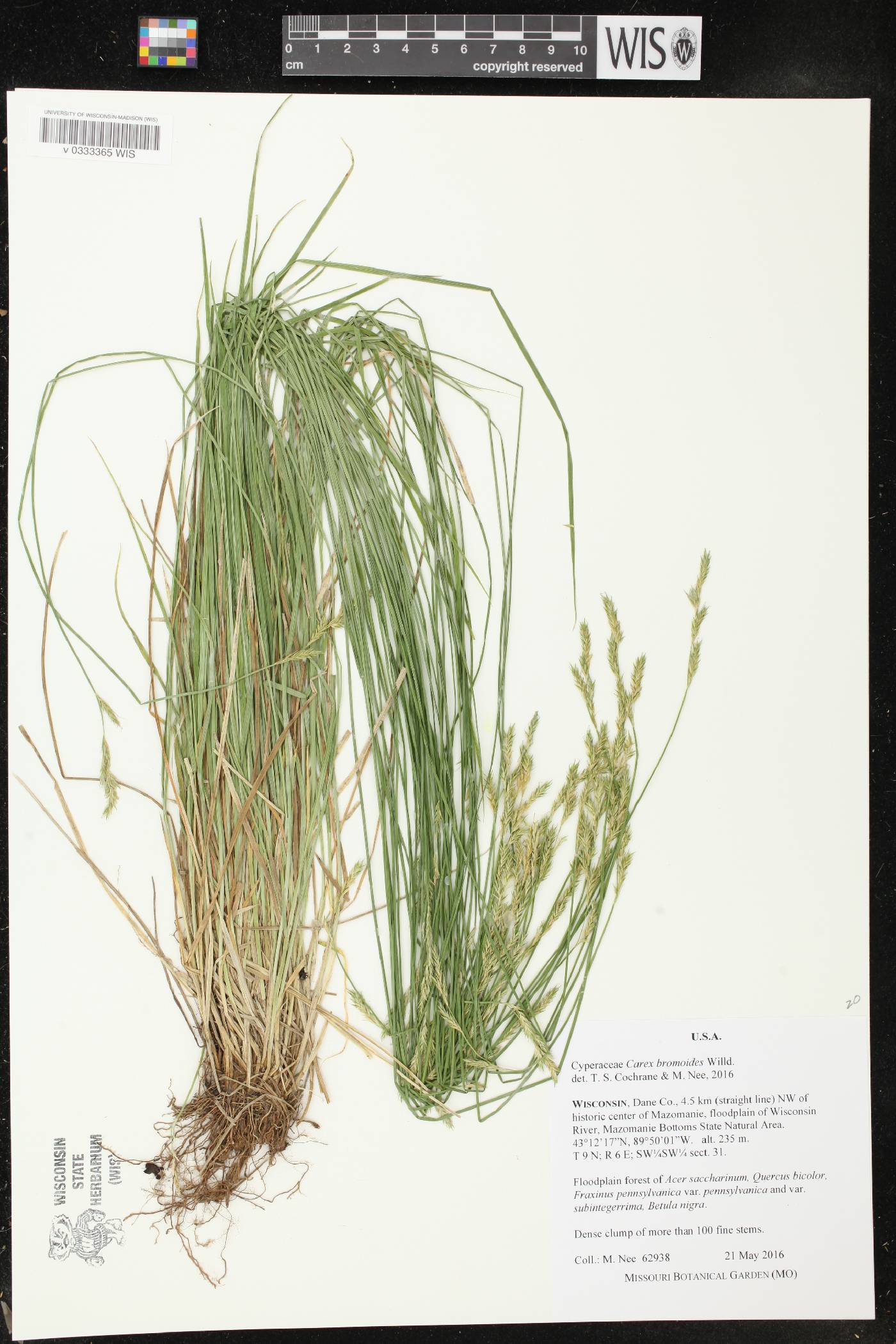 Carex bromoides image