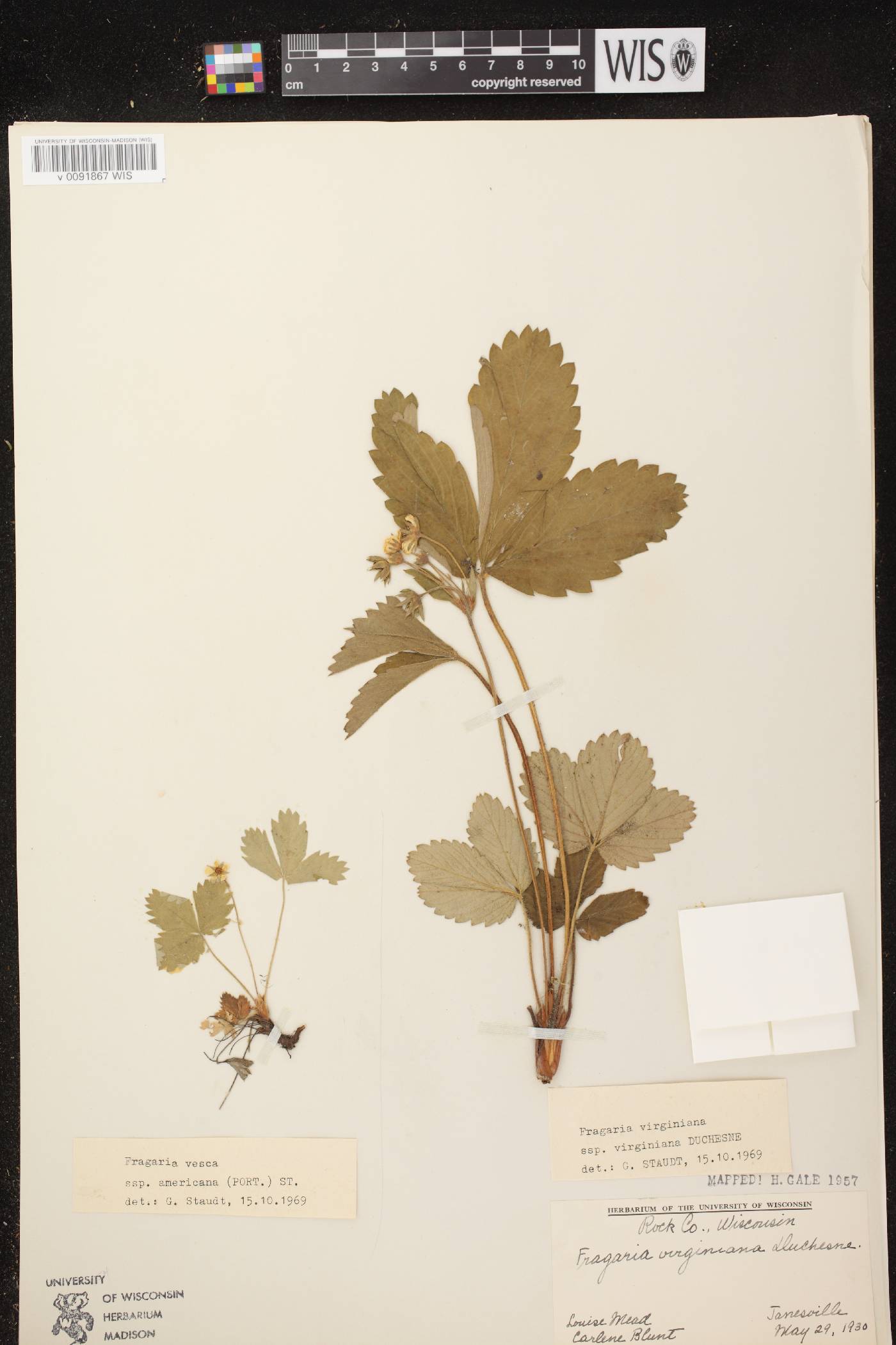 Fragaria virginiana image