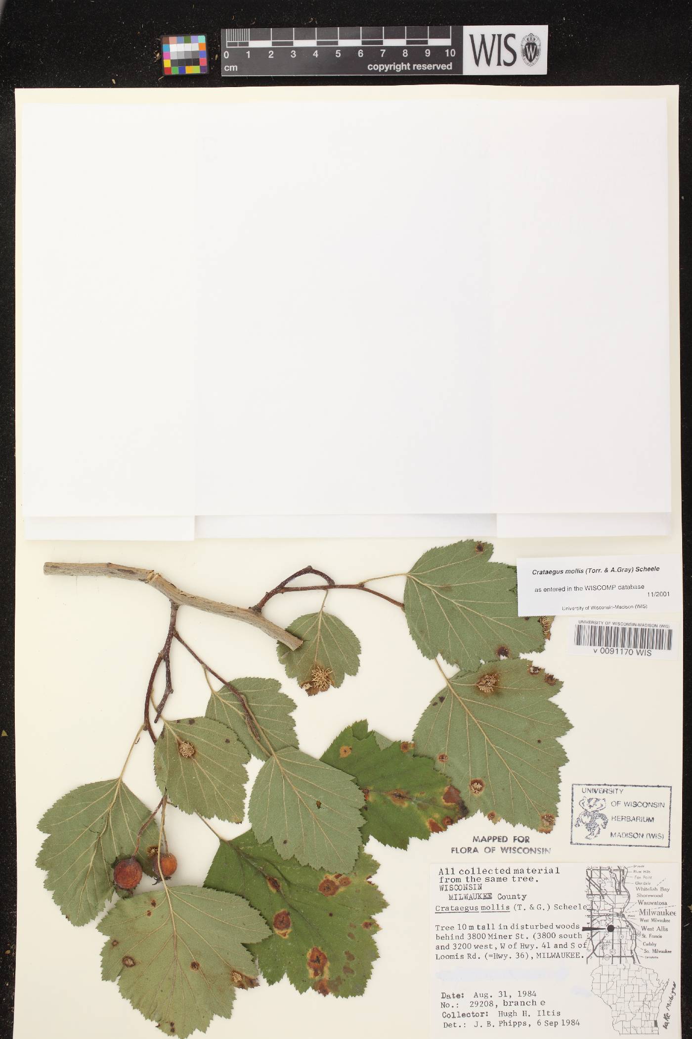 Crataegus mollis image