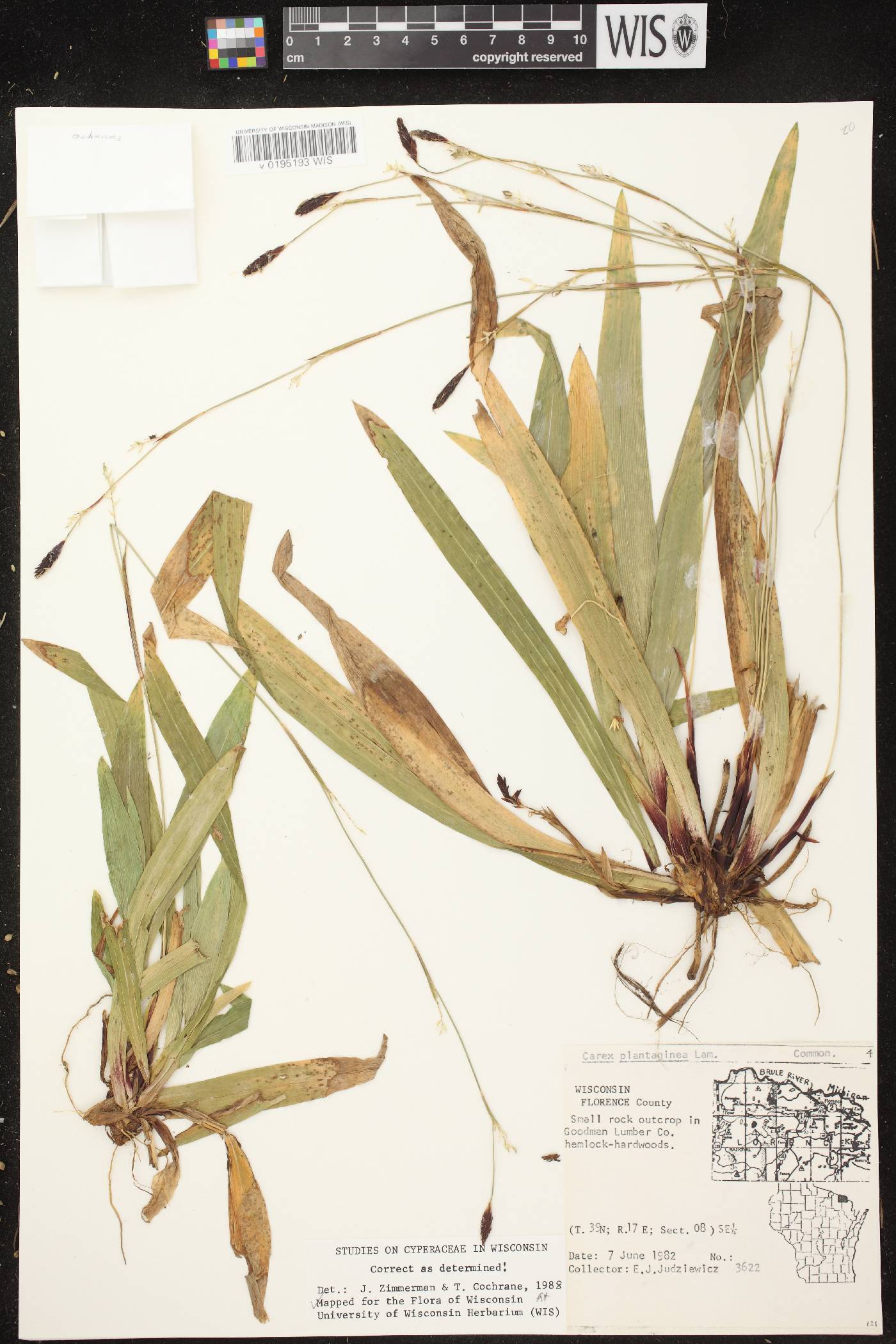 Carex plantaginea image
