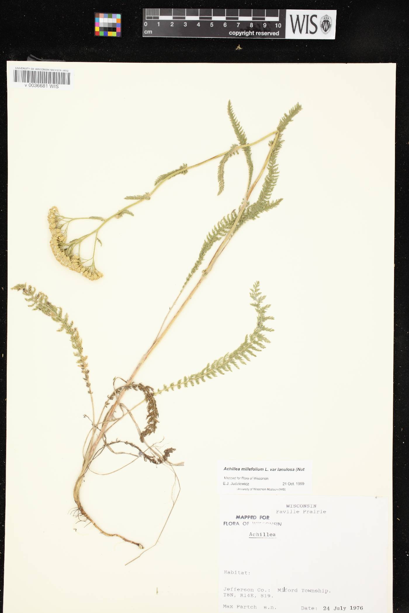 Achillea millefolium image