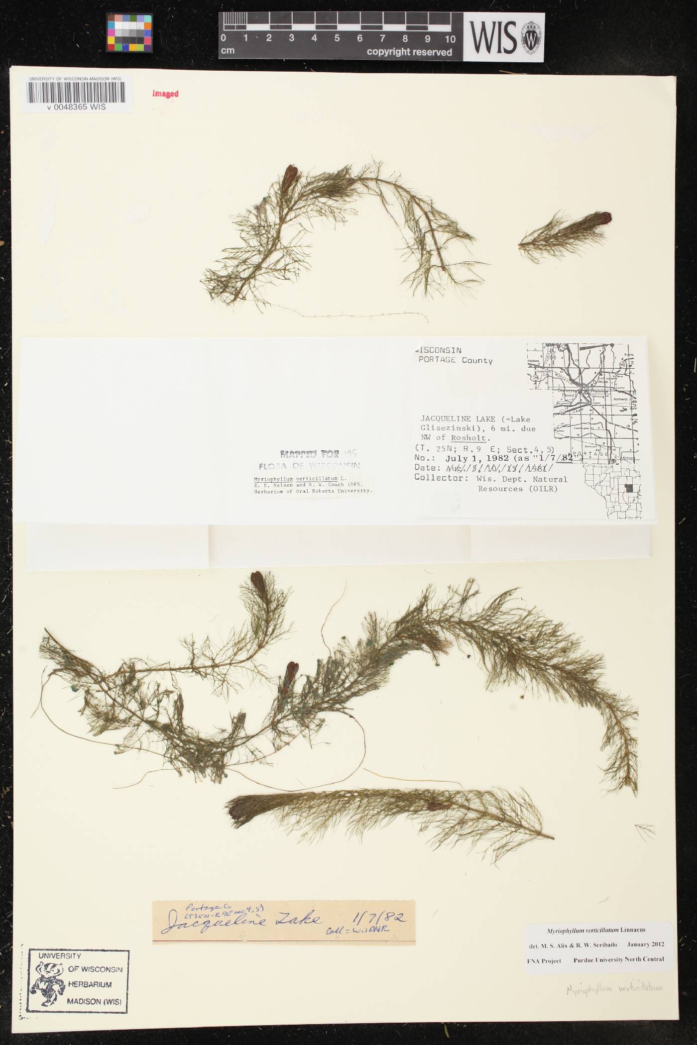 Myriophyllum verticillatum image