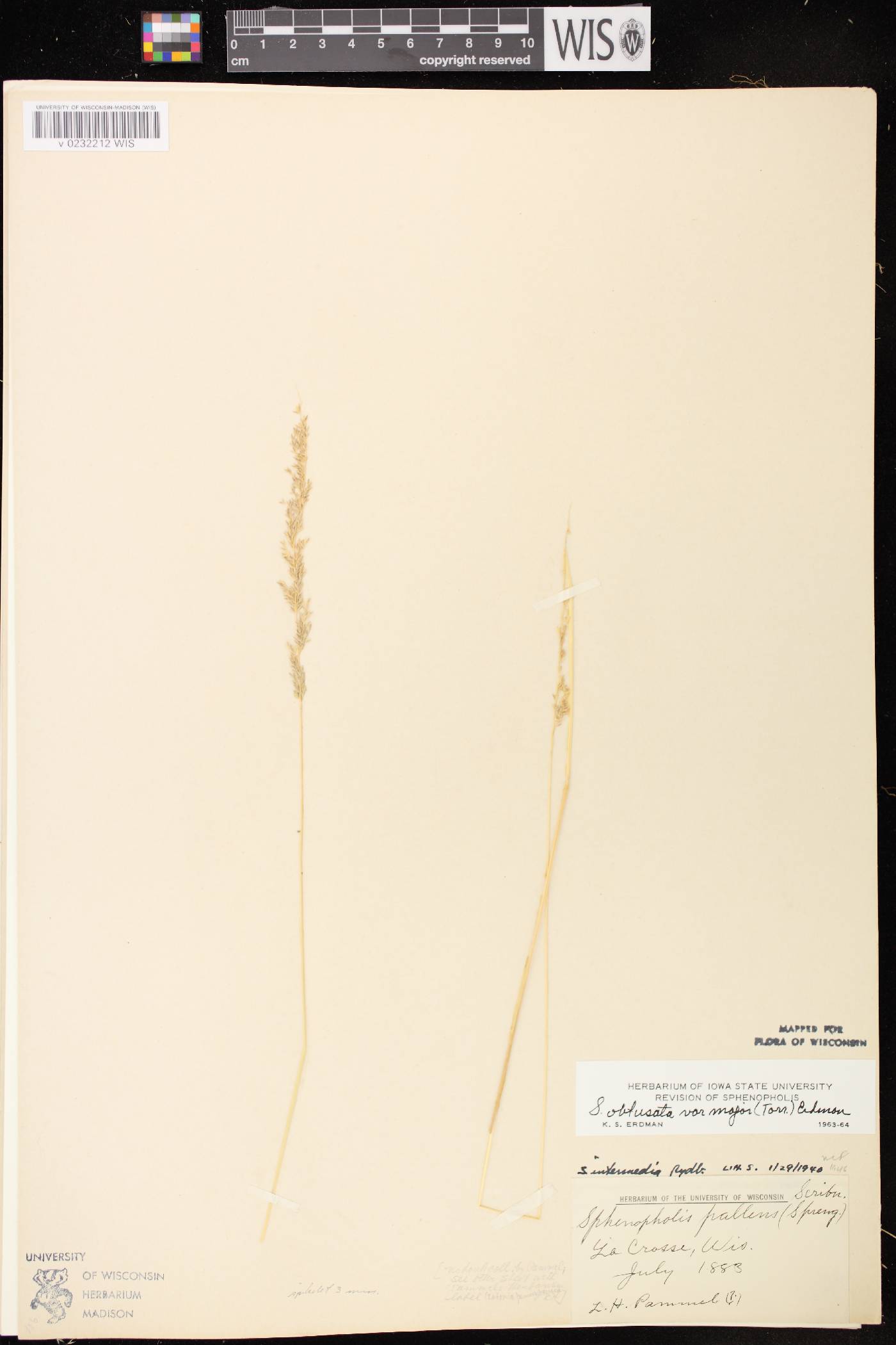 Sphenopholis intermedia image