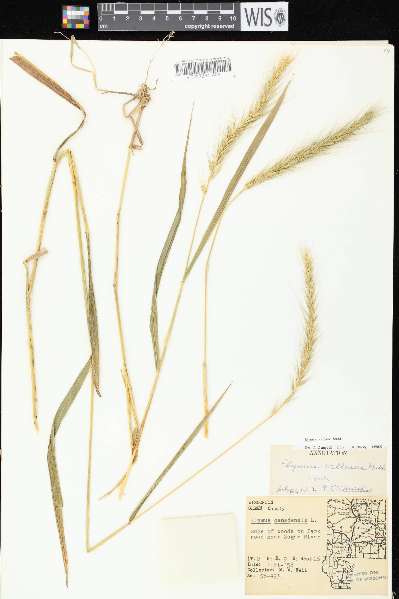 Elymus villosus var. villosus image