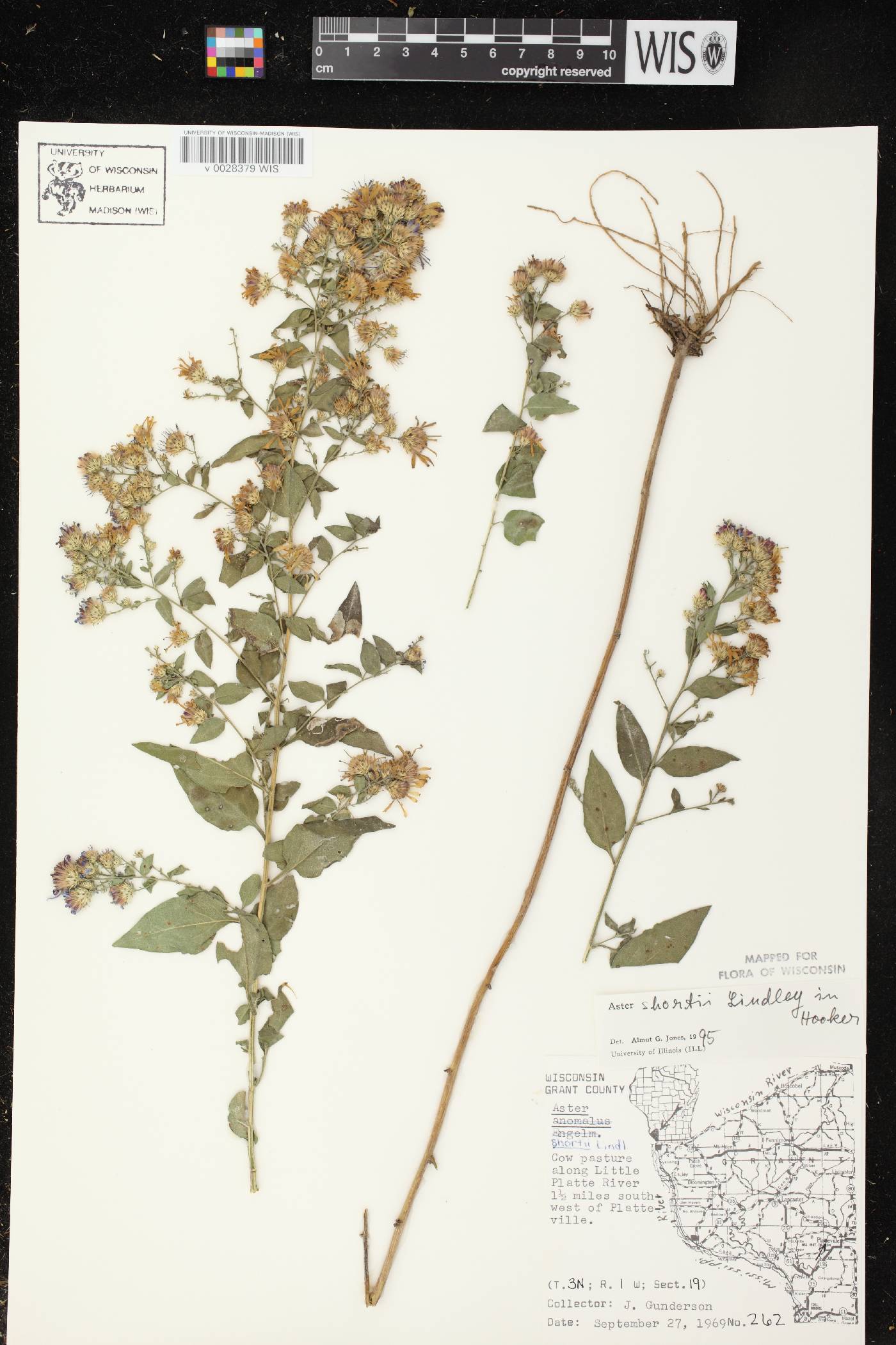 Symphyotrichum shortii image