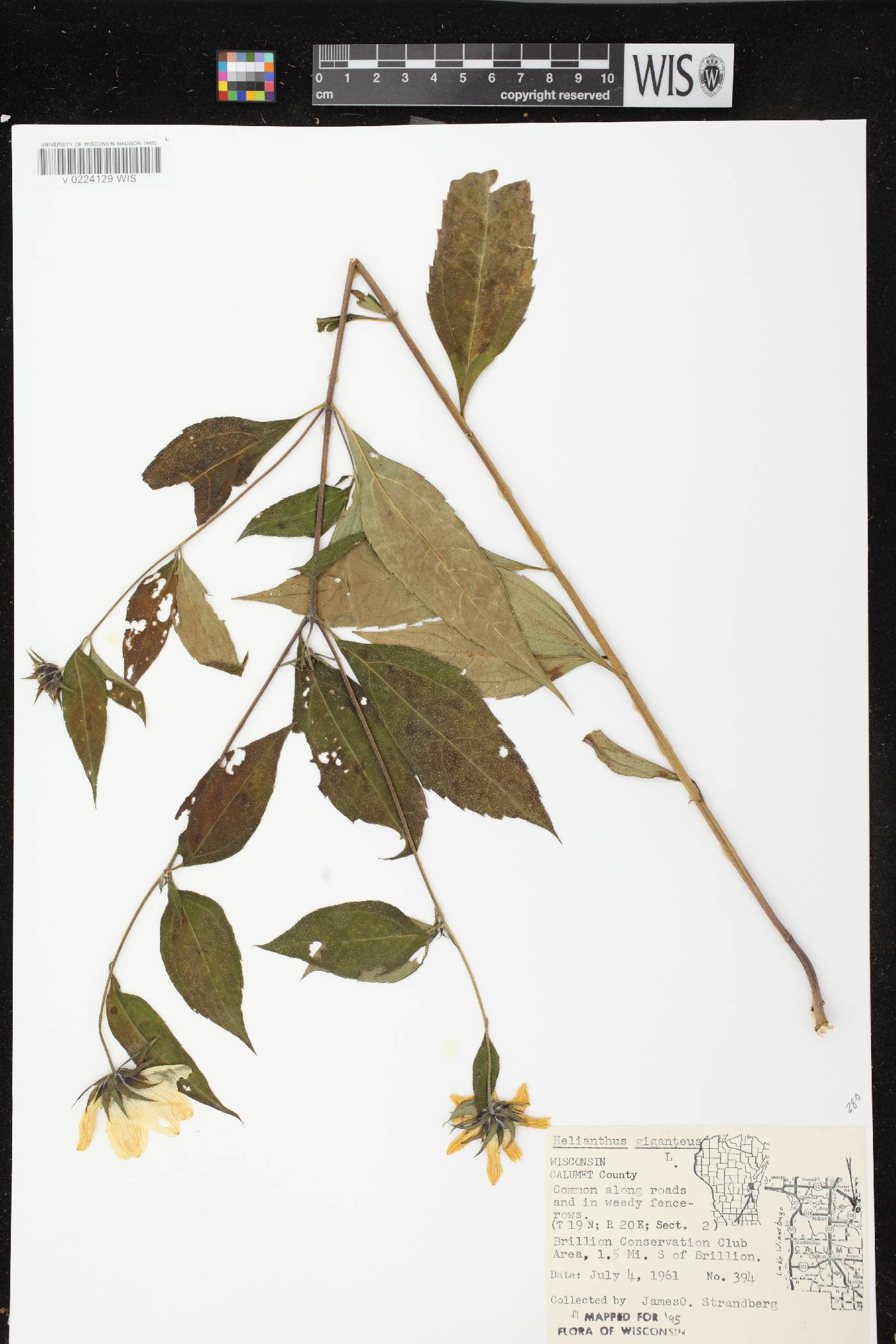 Helianthus giganteus image
