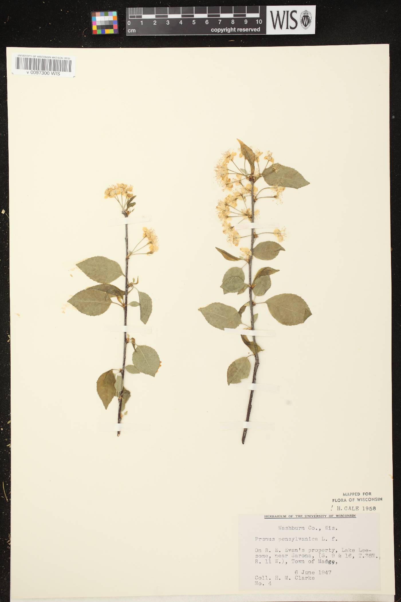 Prunus pensylvanica image