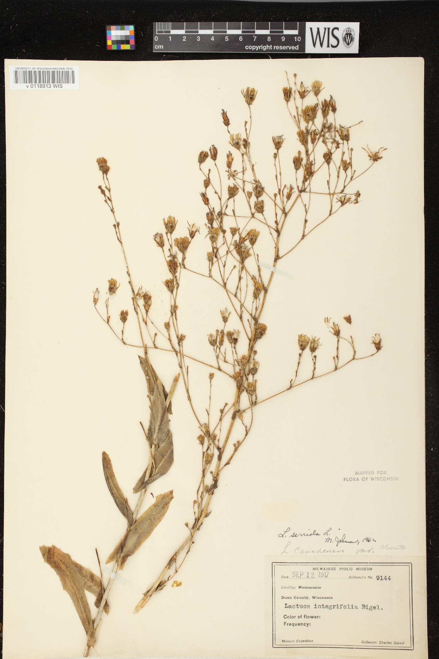 Lactuca serriola image