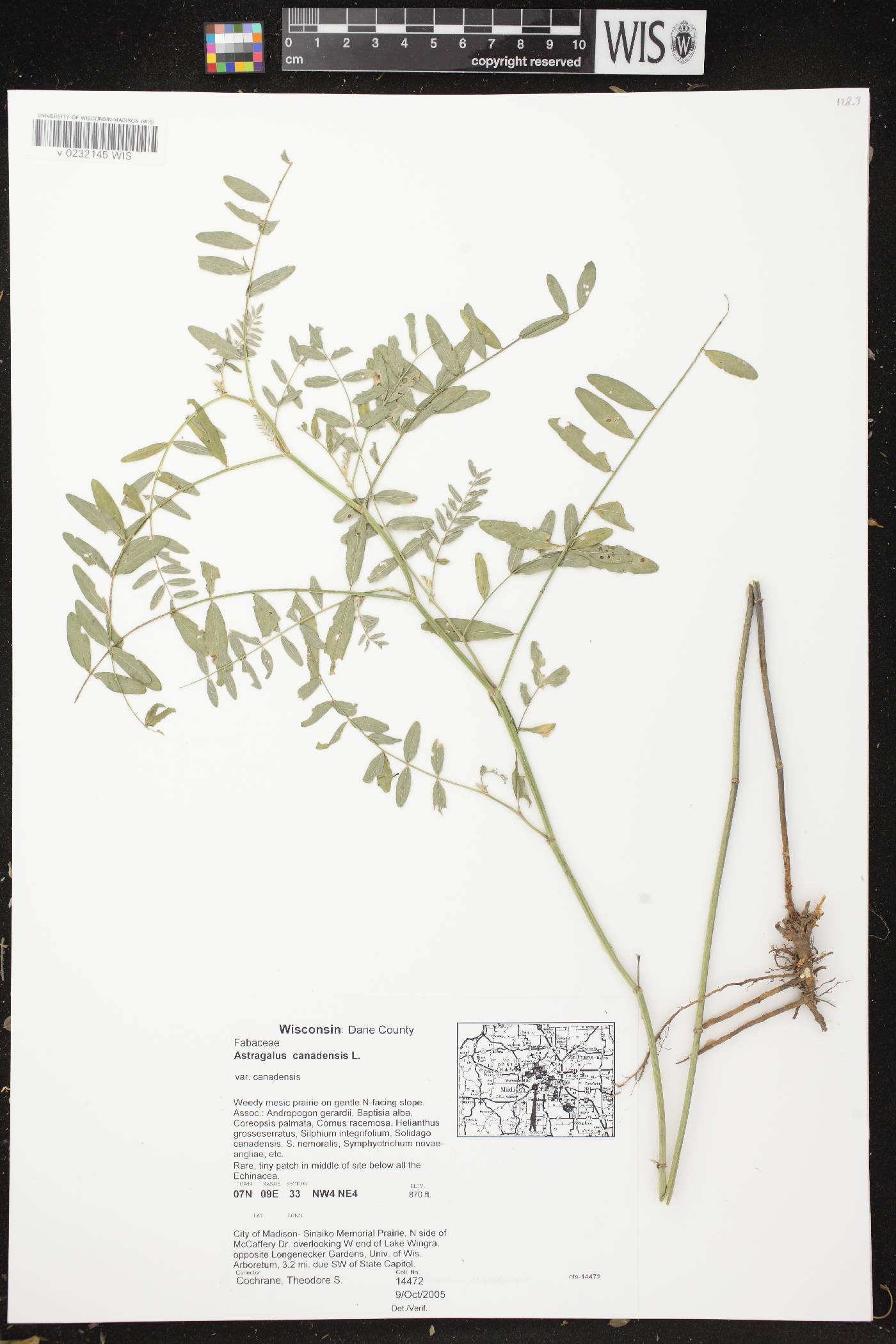 Astragalus canadensis var. canadensis image