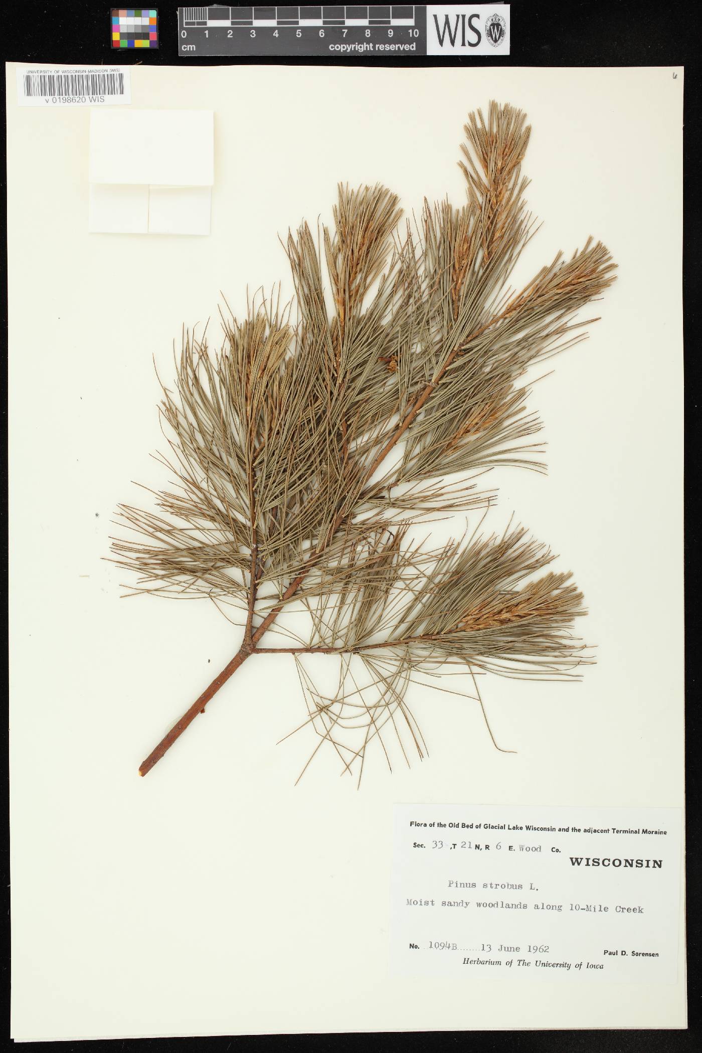Pinus strobus image