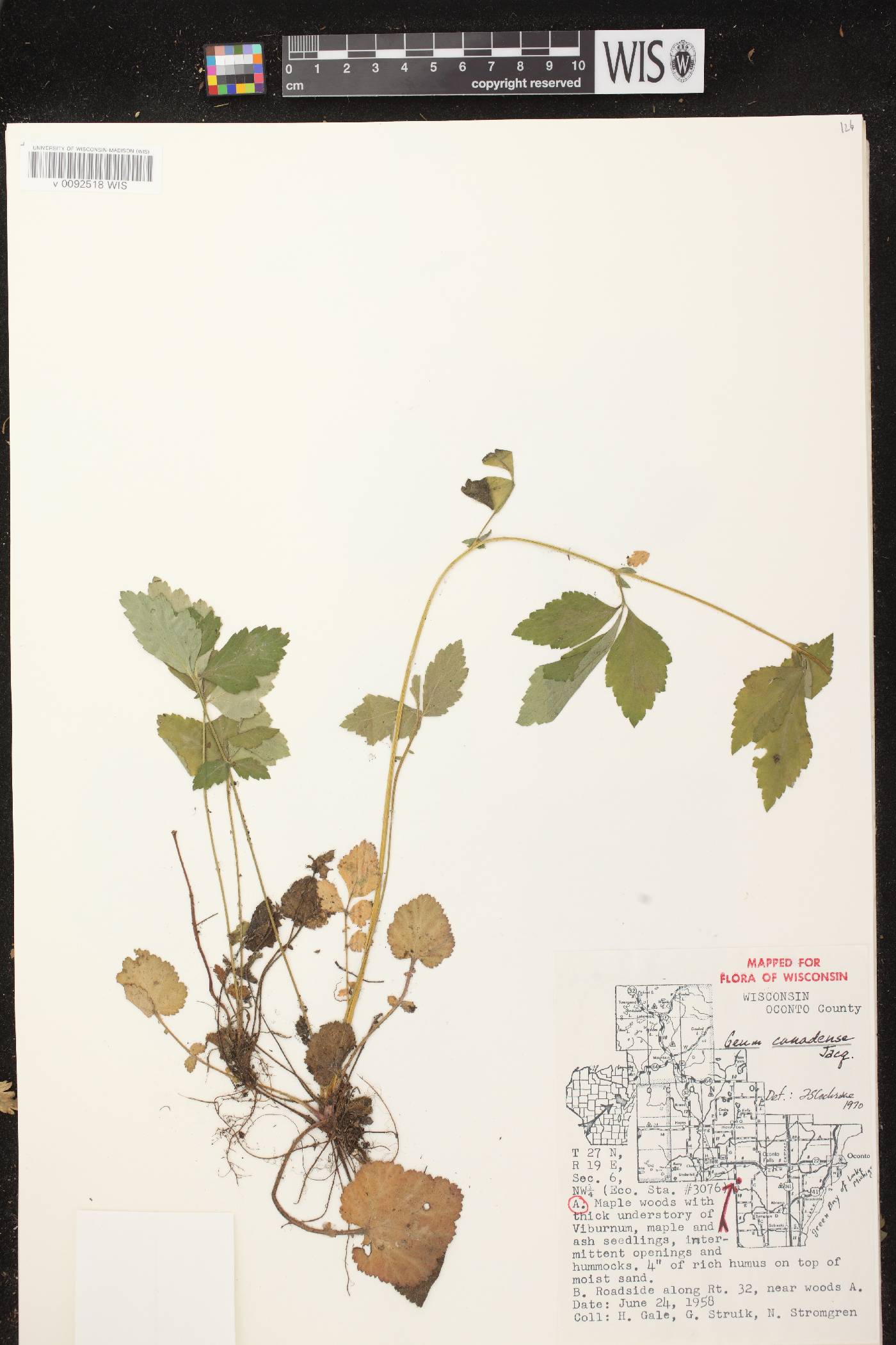 Geum canadense image