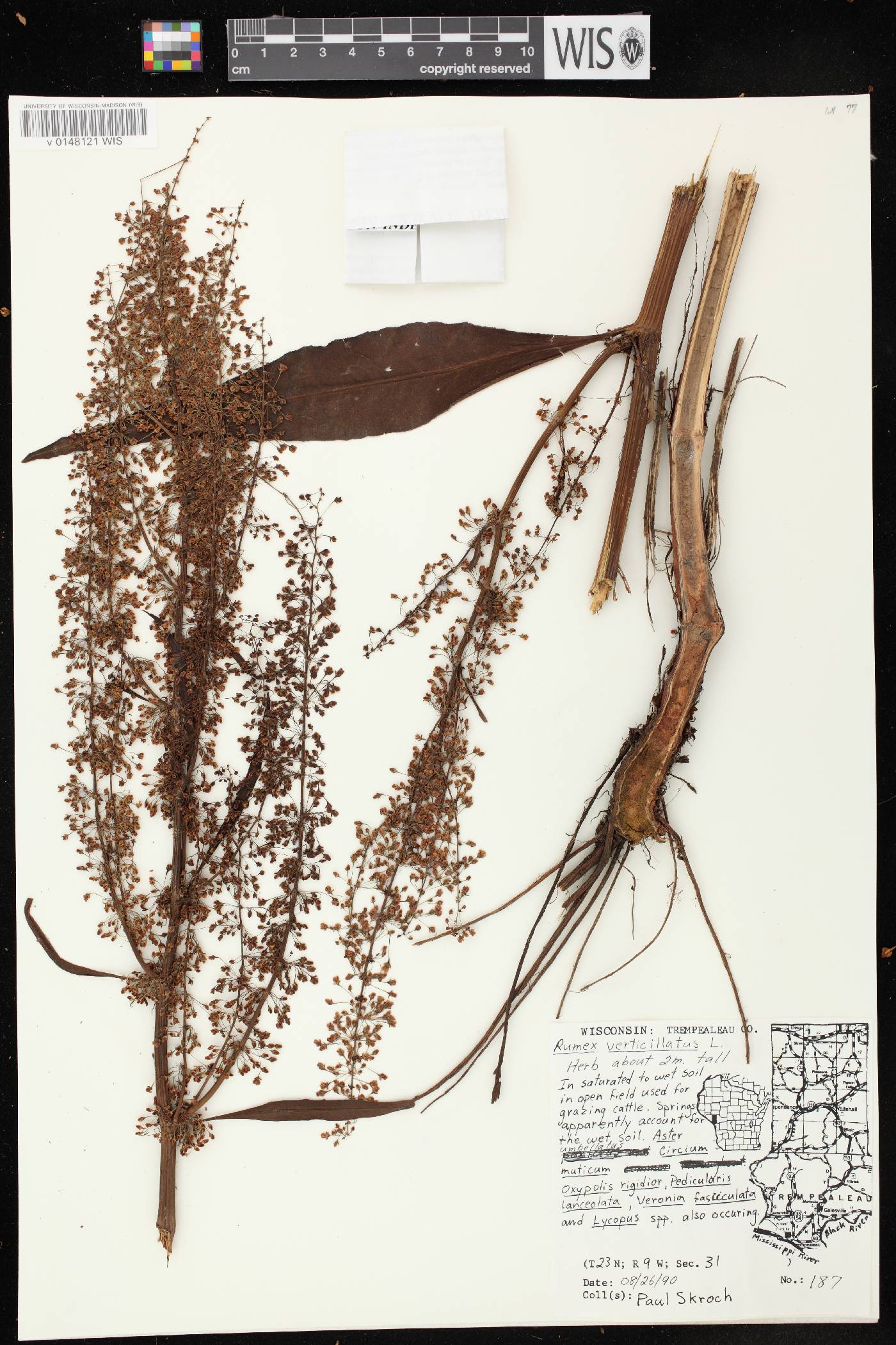 Rumex verticillatus image