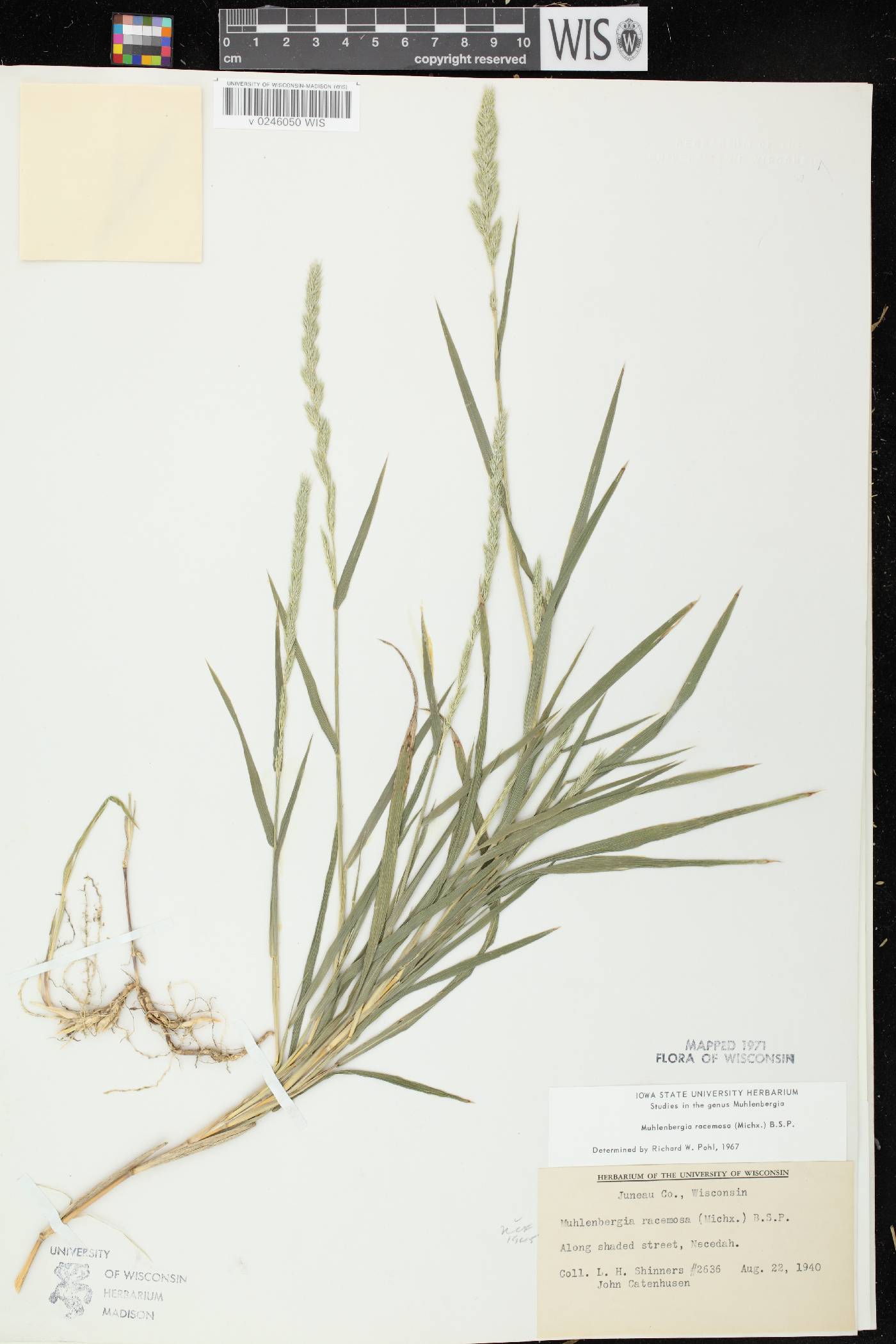 Muhlenbergia racemosa image