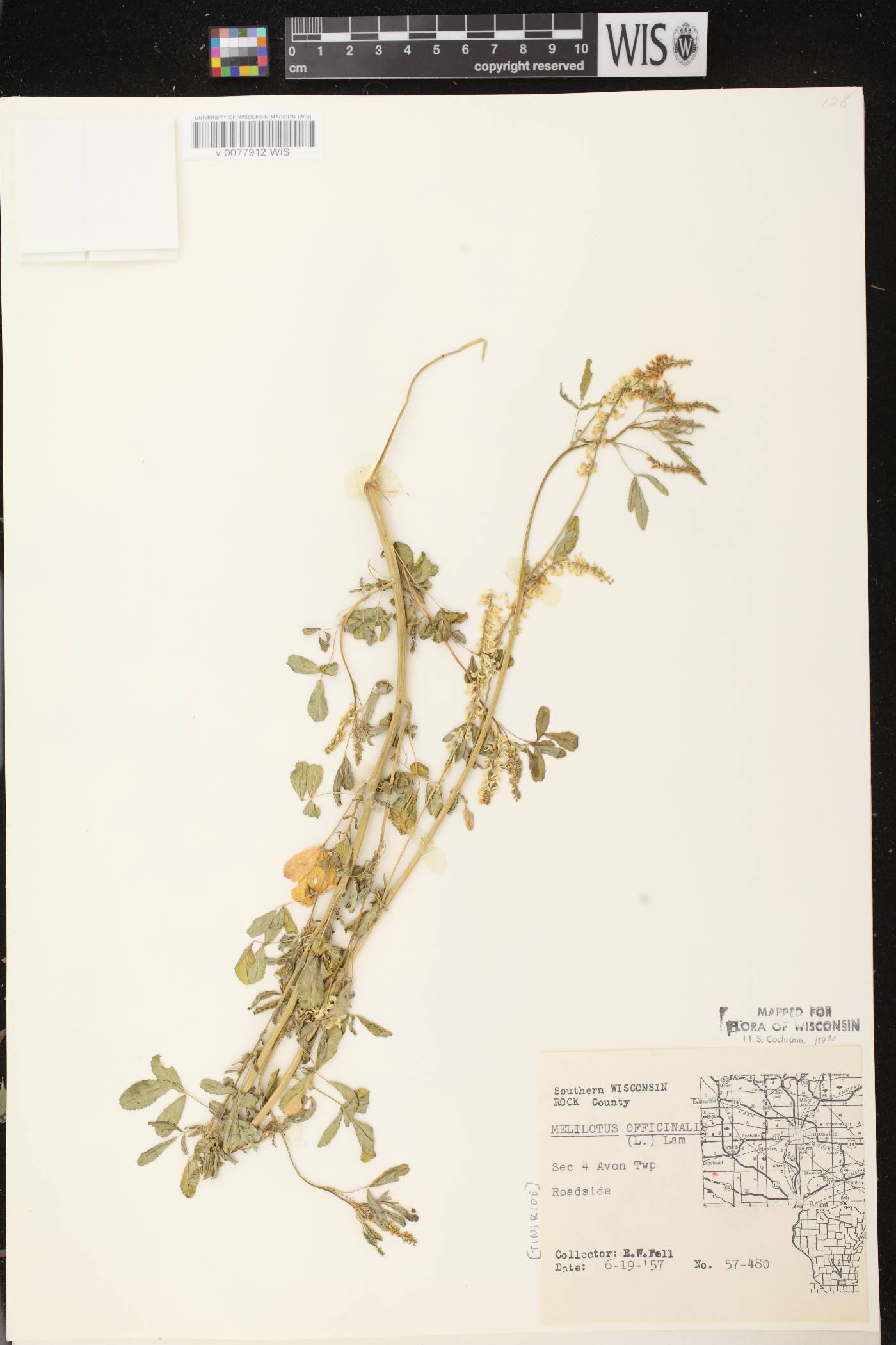 Melilotus officinalis image