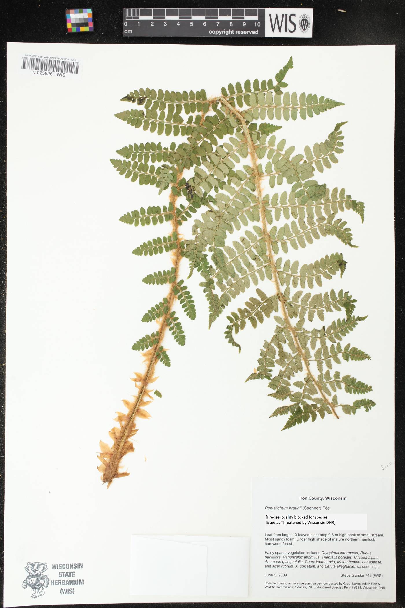 Polystichum braunii image