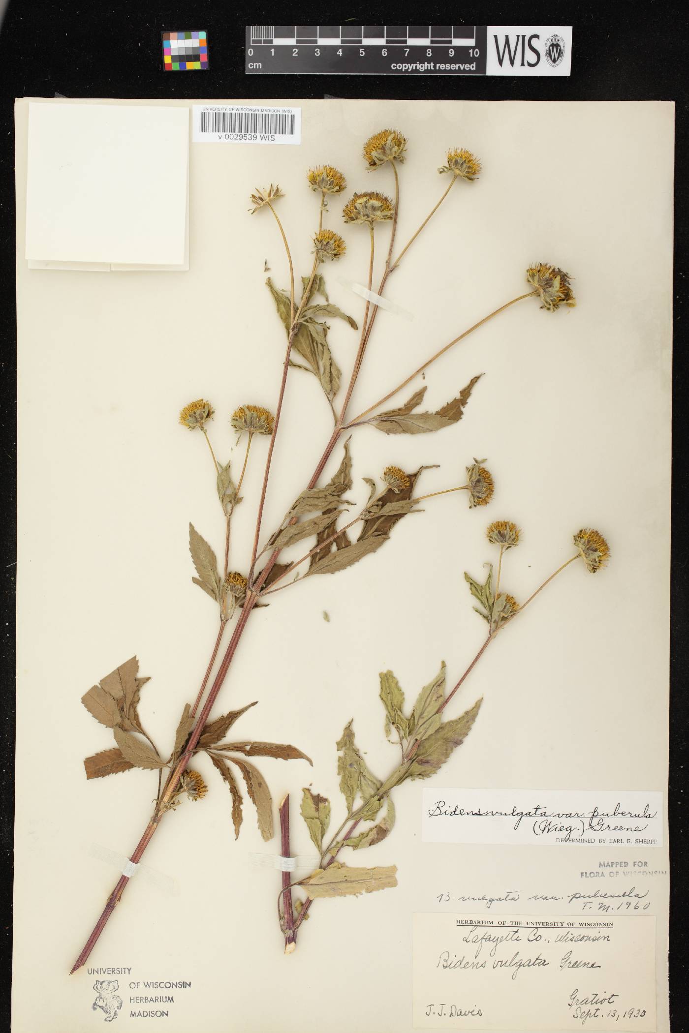 Bidens vulgata image