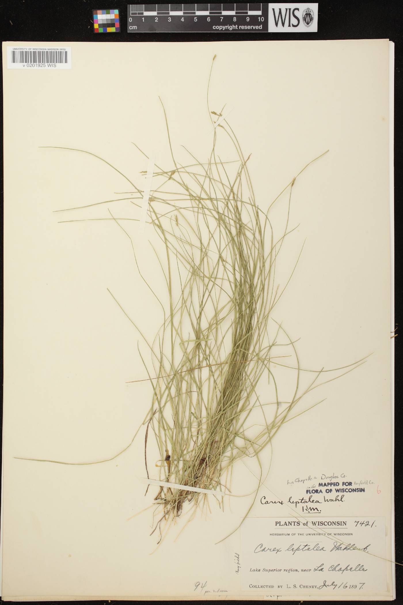 Carex leptalea image