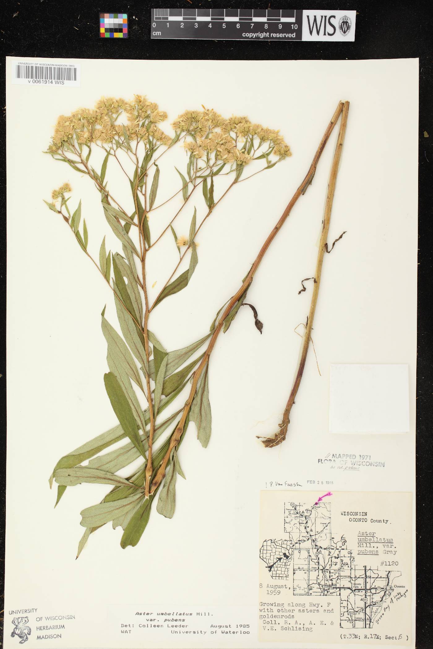 Doellingeria umbellata var. pubens image