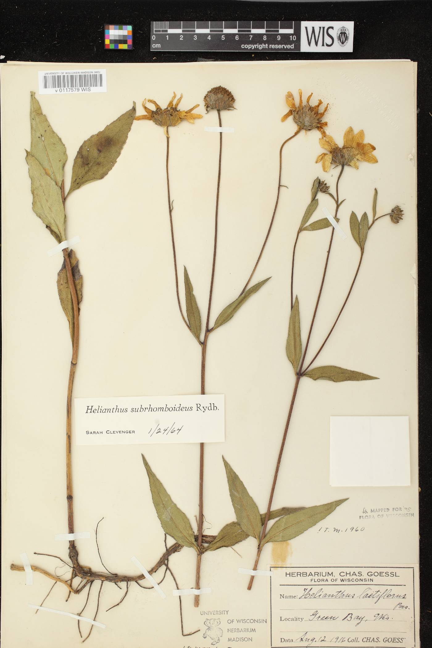Helianthus pauciflorus subsp. subrhomboideus image