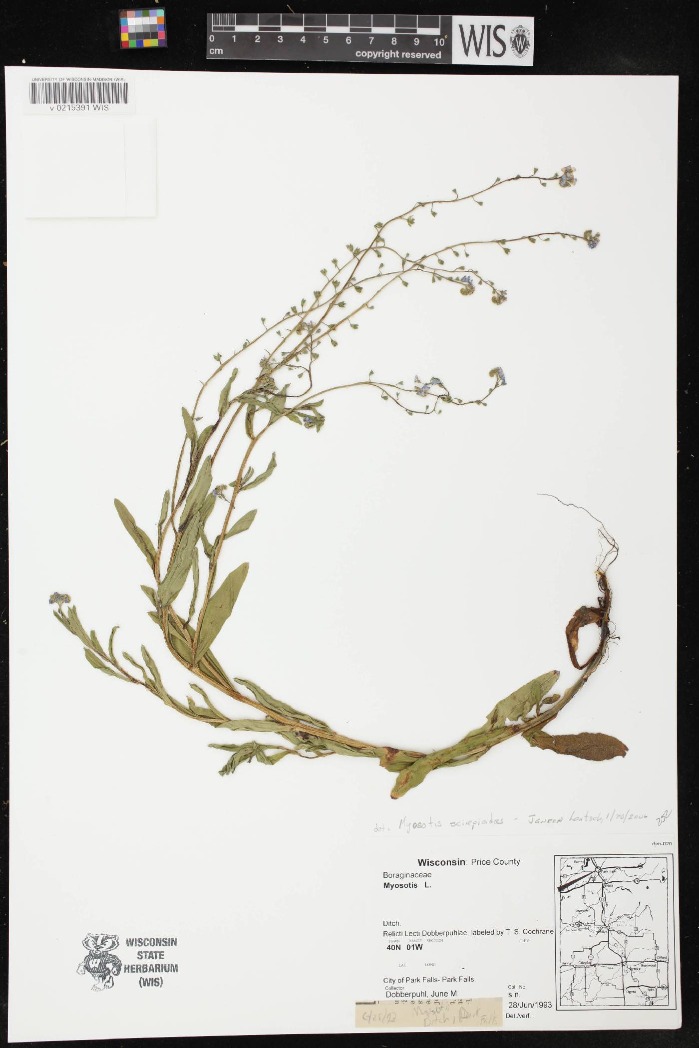 Myosotis scorpioides image